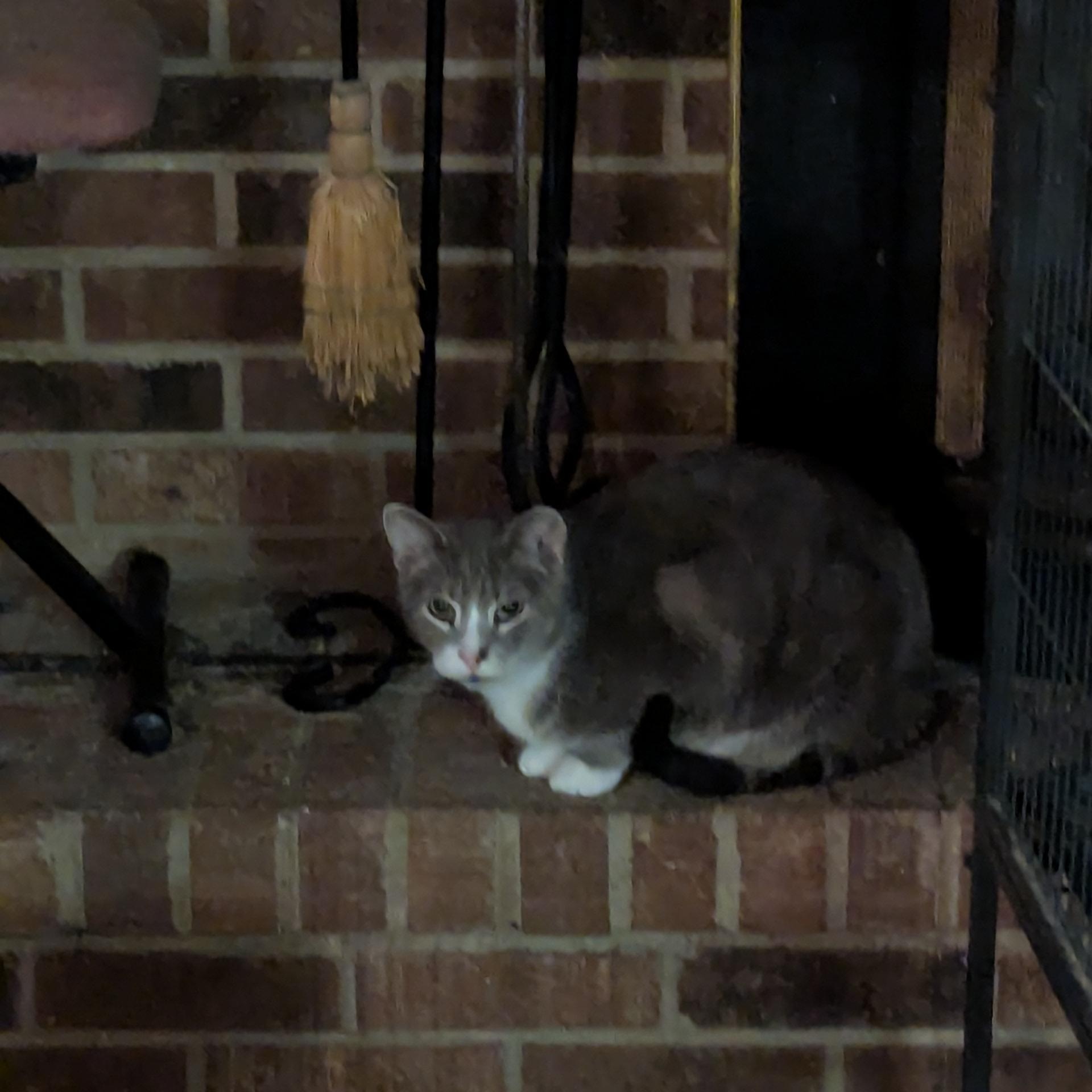 Odie — thumbnail 2