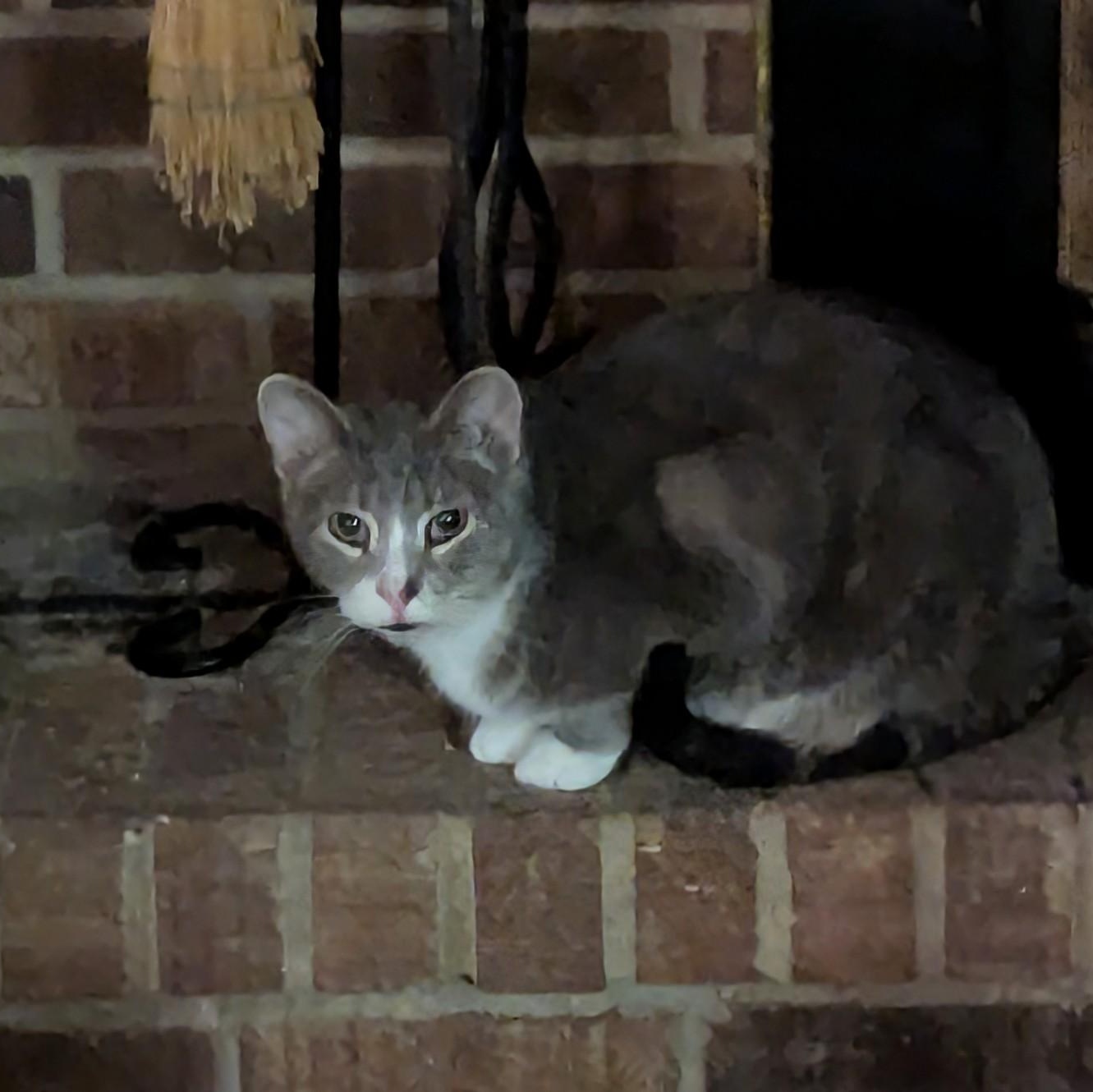 Odie — thumbnail 3