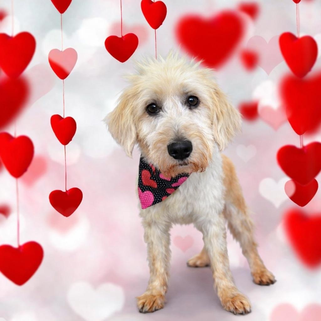 Butterscotch — thumbnail 5