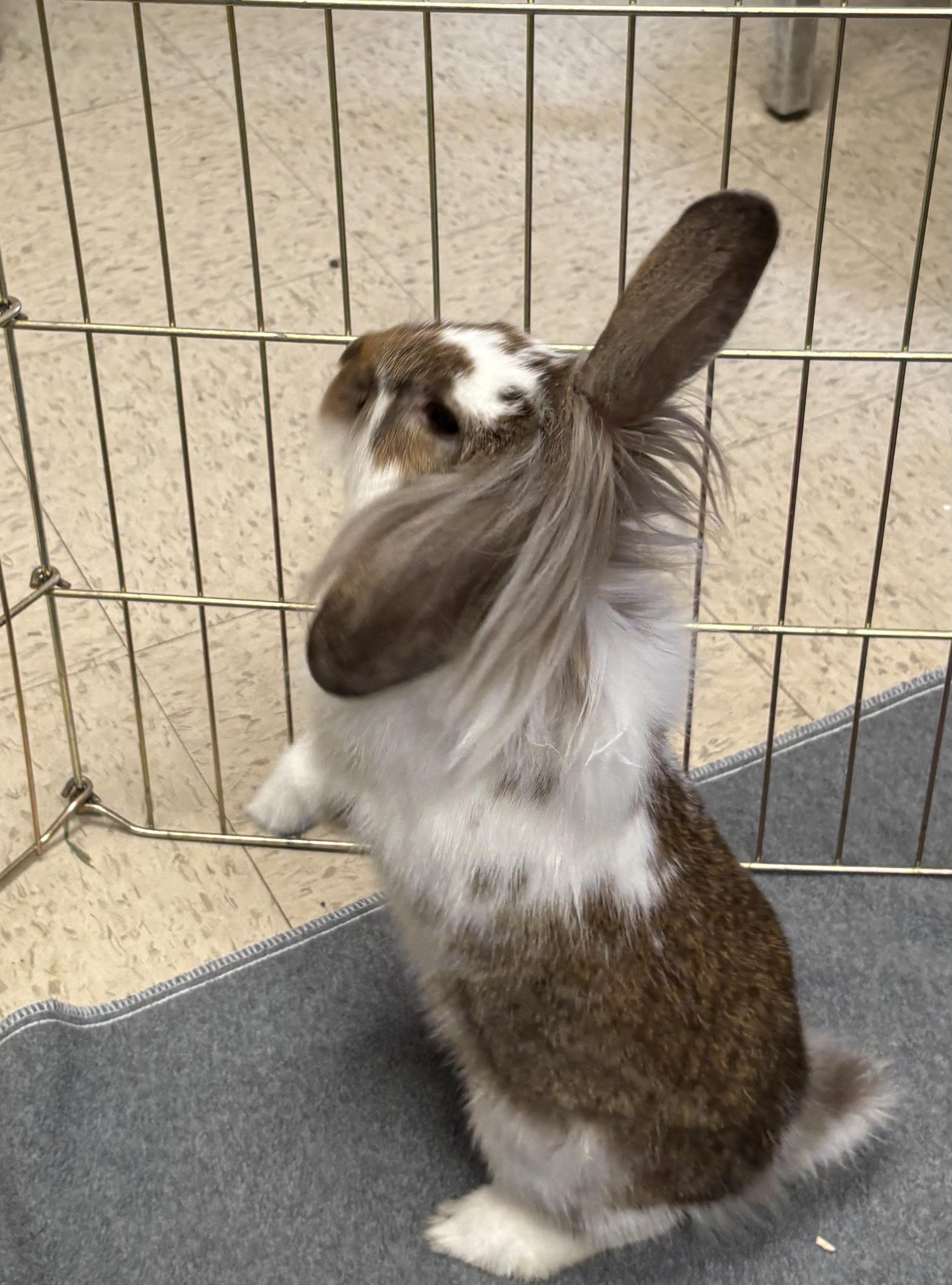 Enlarge Rumi, an adopted Lionhead in Teterboro, NJ image 2/2