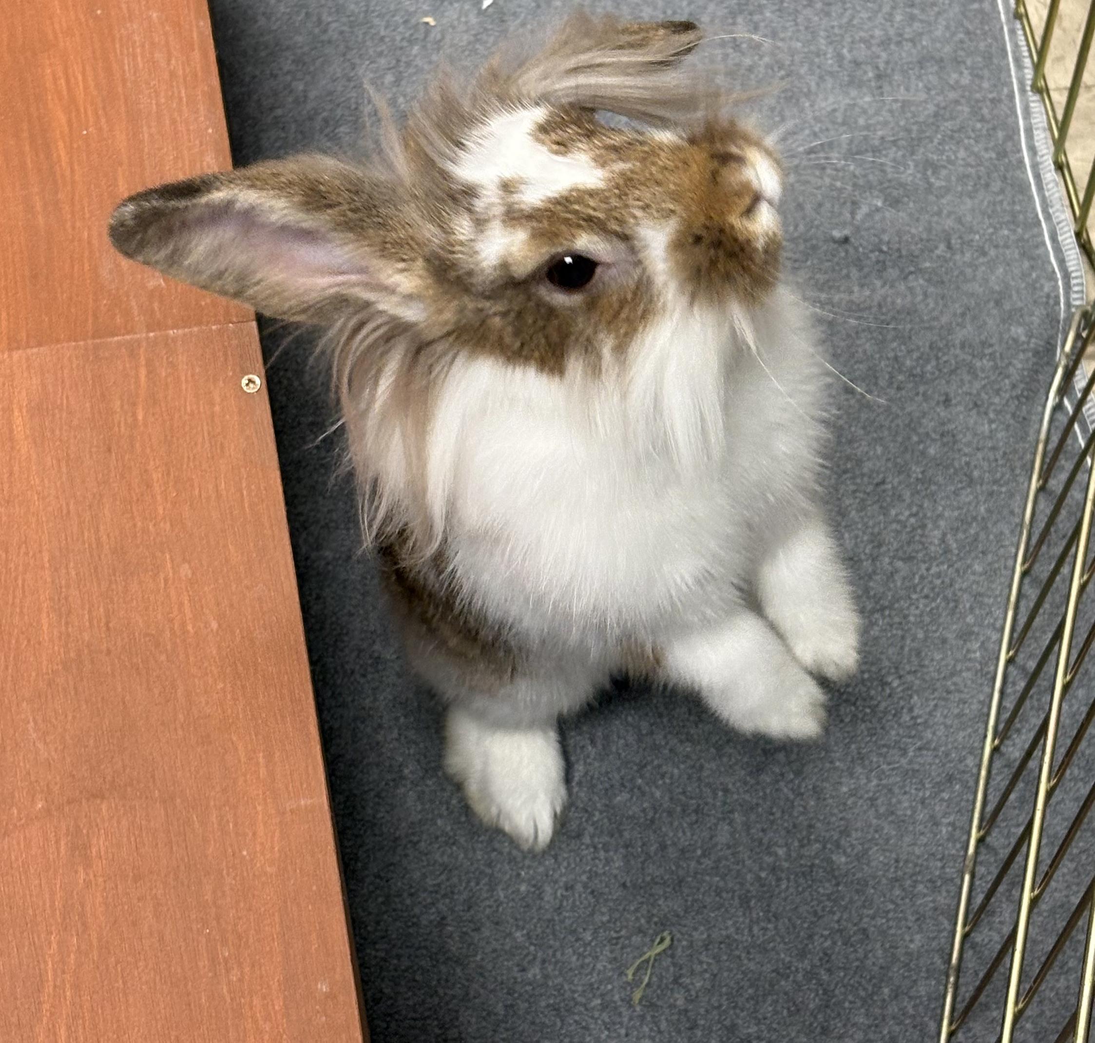 Rumi, adopted, Baby Female Lionhead.