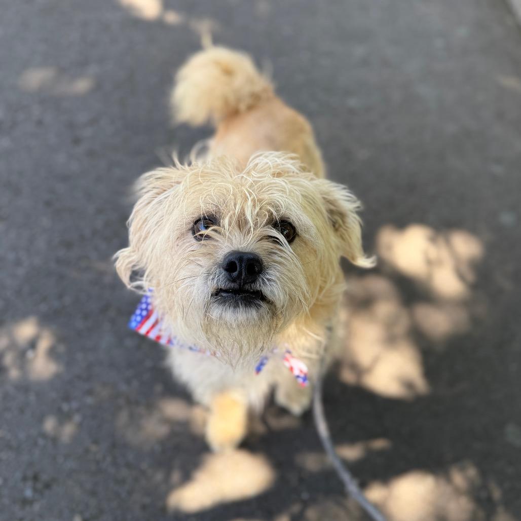 Louie, Adoptable, Adult Male Maltese & Mixed Breed.