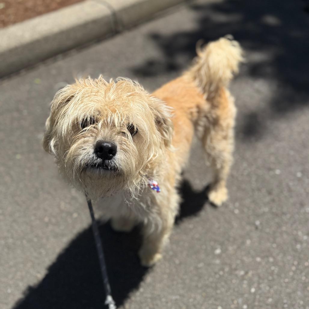 Enlarge Louie, a Adoptable mixed breed in Newberg, OR image 2/6