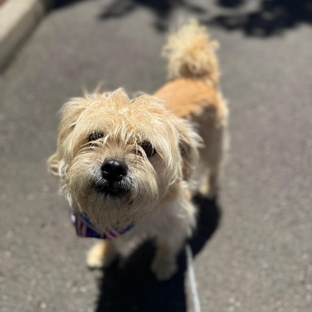 Enlarge Louie, a Adoptable mixed breed in Newberg, OR image 3/6