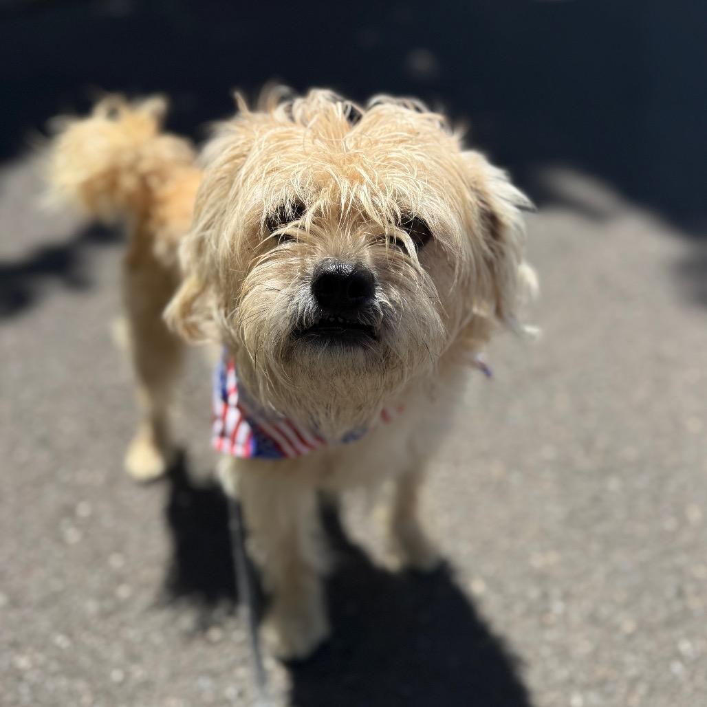 Enlarge Louie, a Adoptable mixed breed in Newberg, OR image 4/6