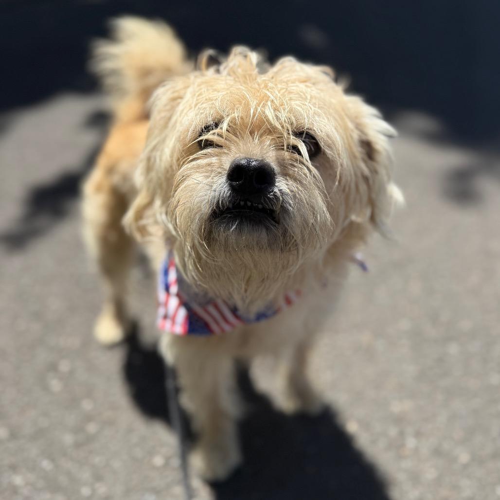 Enlarge Louie, a Adoptable mixed breed in Newberg, OR image 5/6