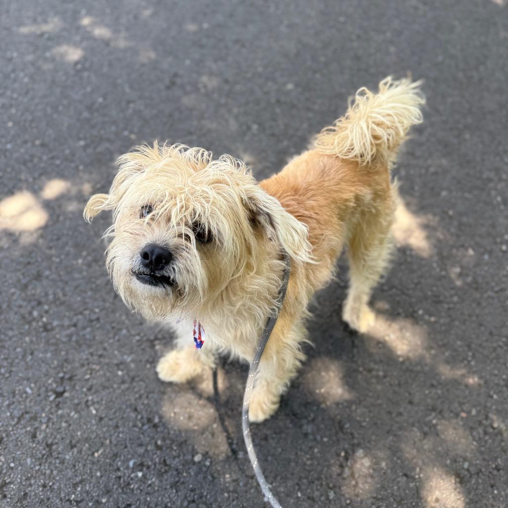 Enlarge Louie, a Adoptable mixed breed in Newberg, OR image 6/6