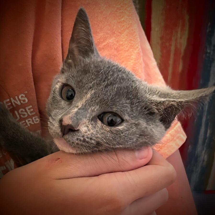 Enlarge Barbie, a Adoptable Domestic Short Hair in Boerne, TX image 2/2