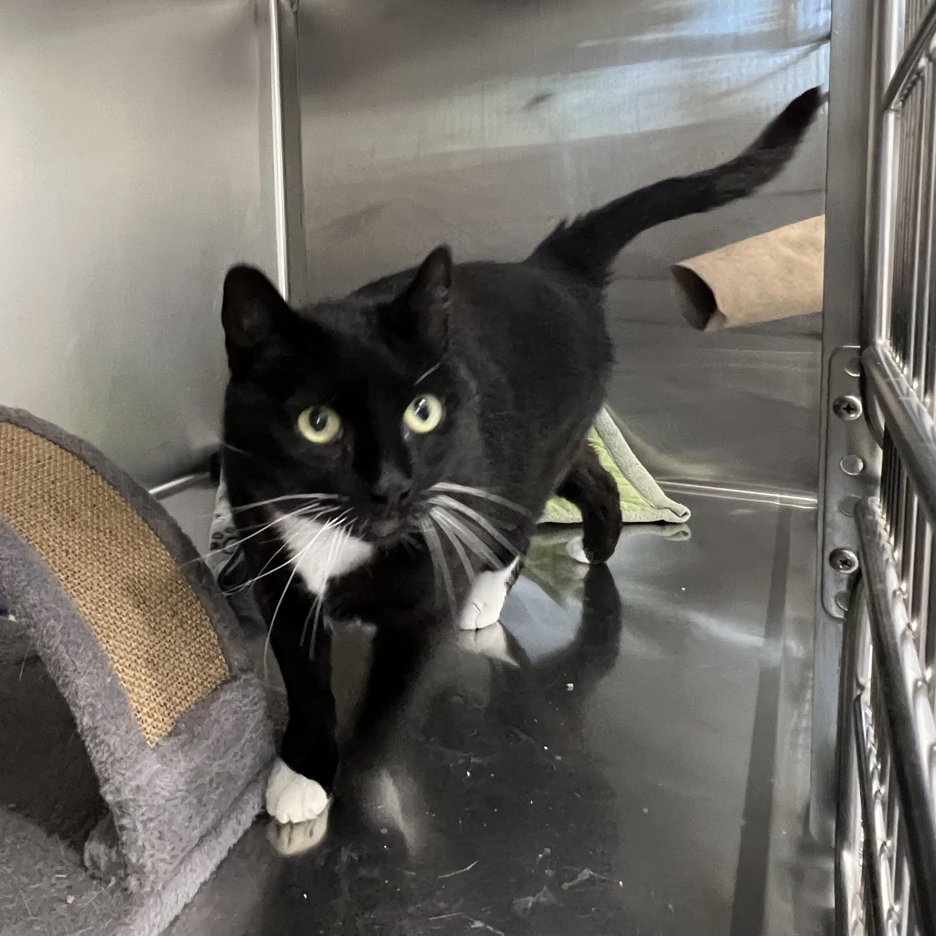 Morgan, an adopted Domestic Short Hair in St Stephen, NB image 1/3