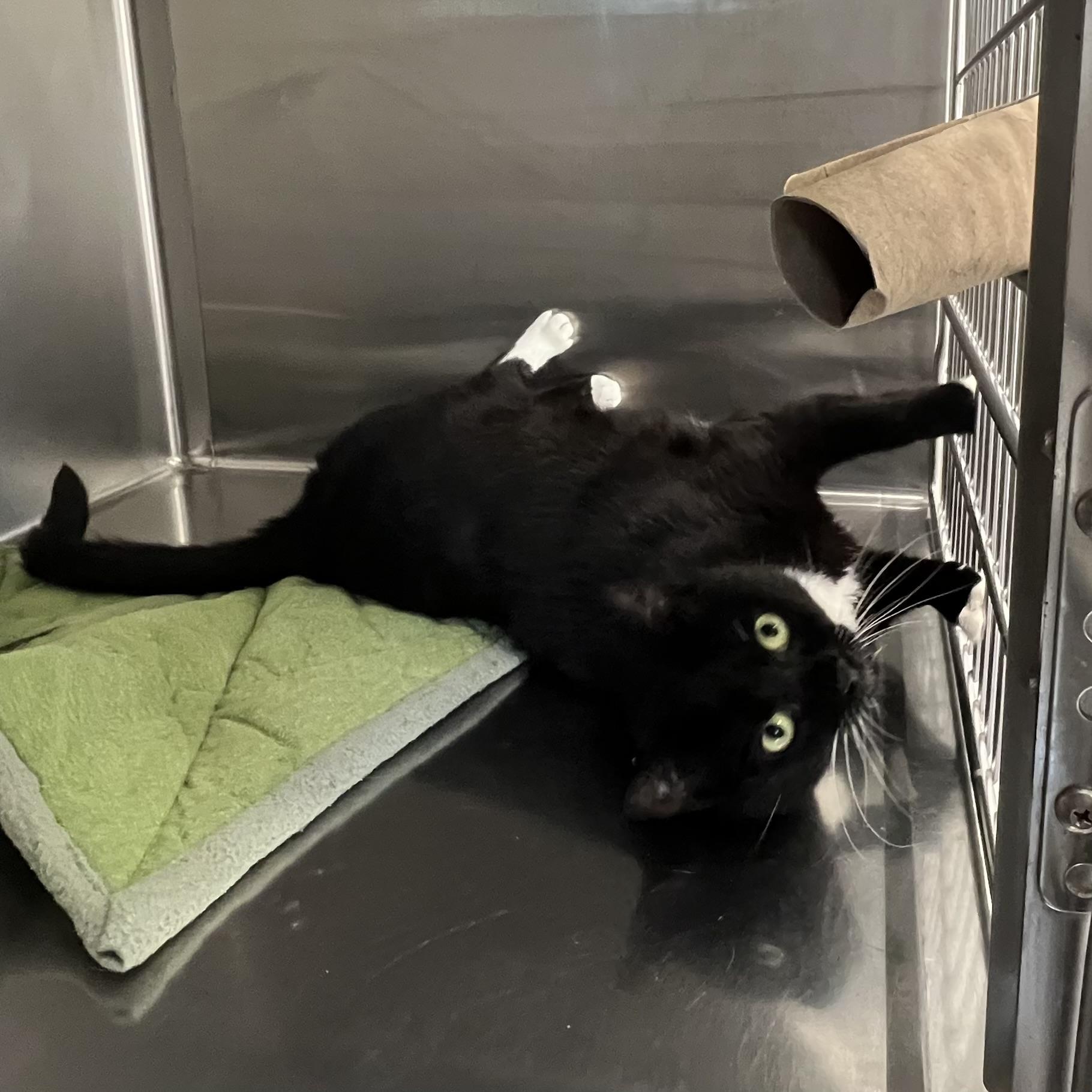 Morgan, an adopted Domestic Short Hair in St Stephen, NB image 3/3