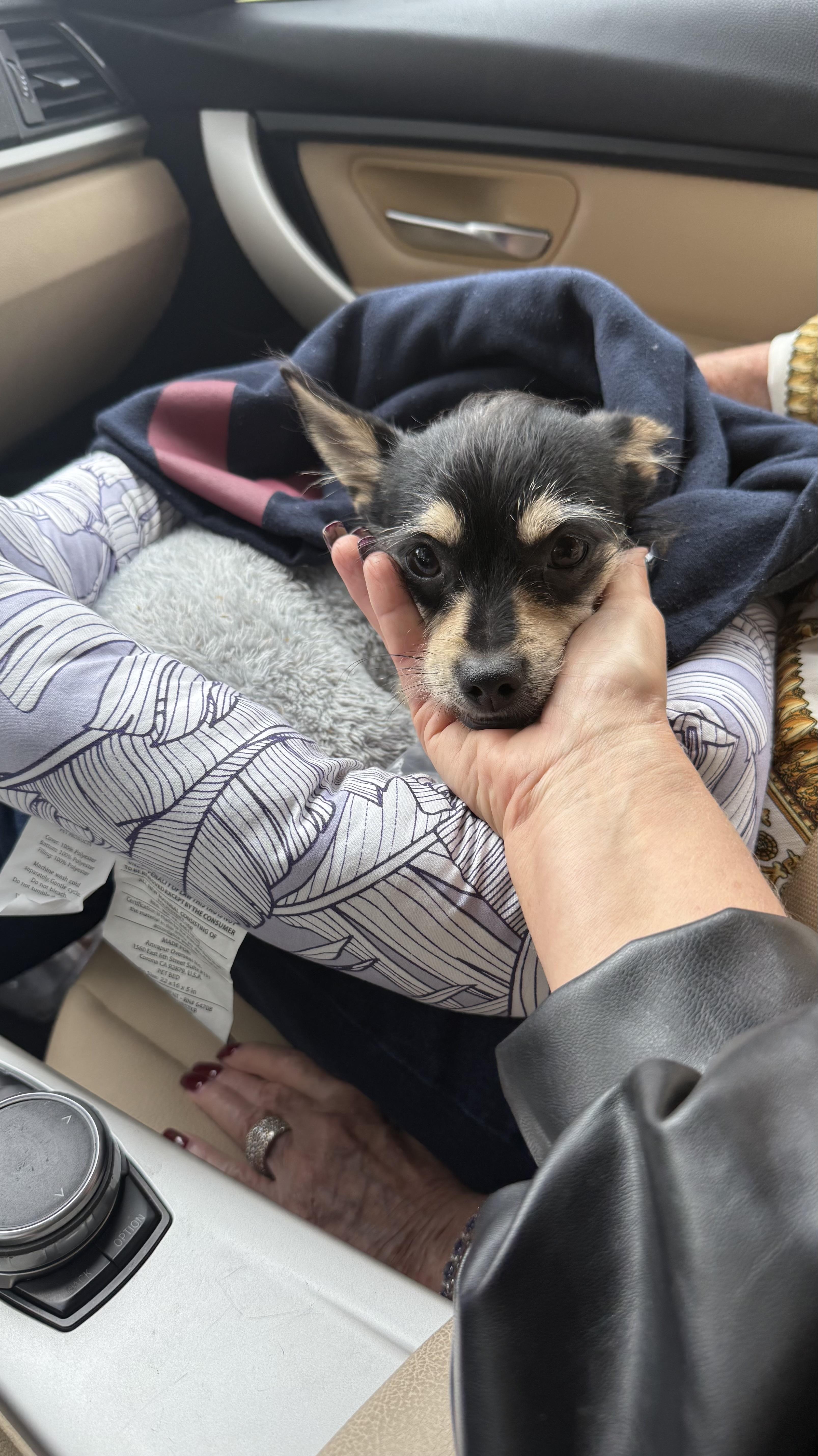 Baxter, an adopted mixed breed in ESTERO, FL image 2/6