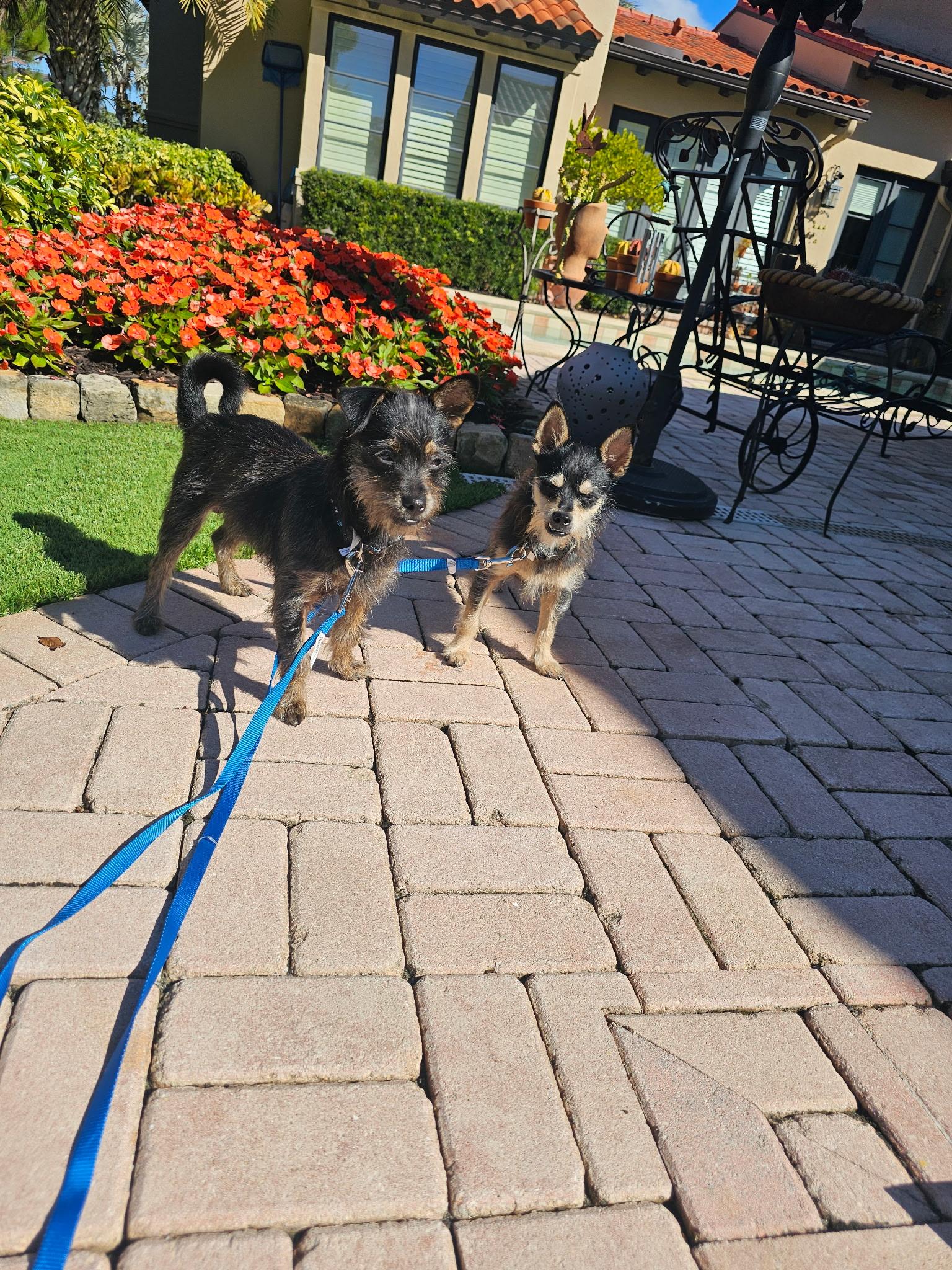 Baxter, an adopted mixed breed in ESTERO, FL image 6/6