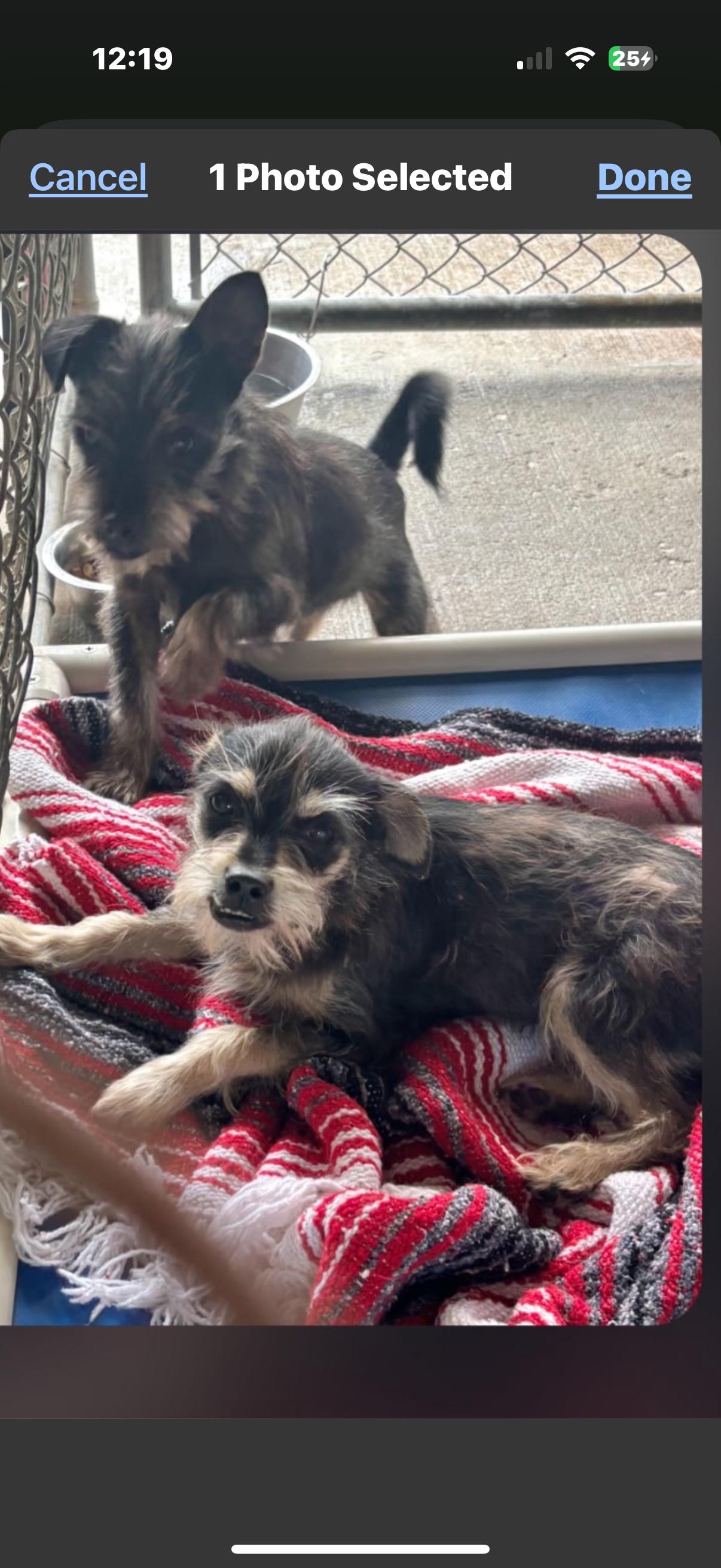 Baxter, adopted, Young Male Yorkshire Terrier & Chihuahua.