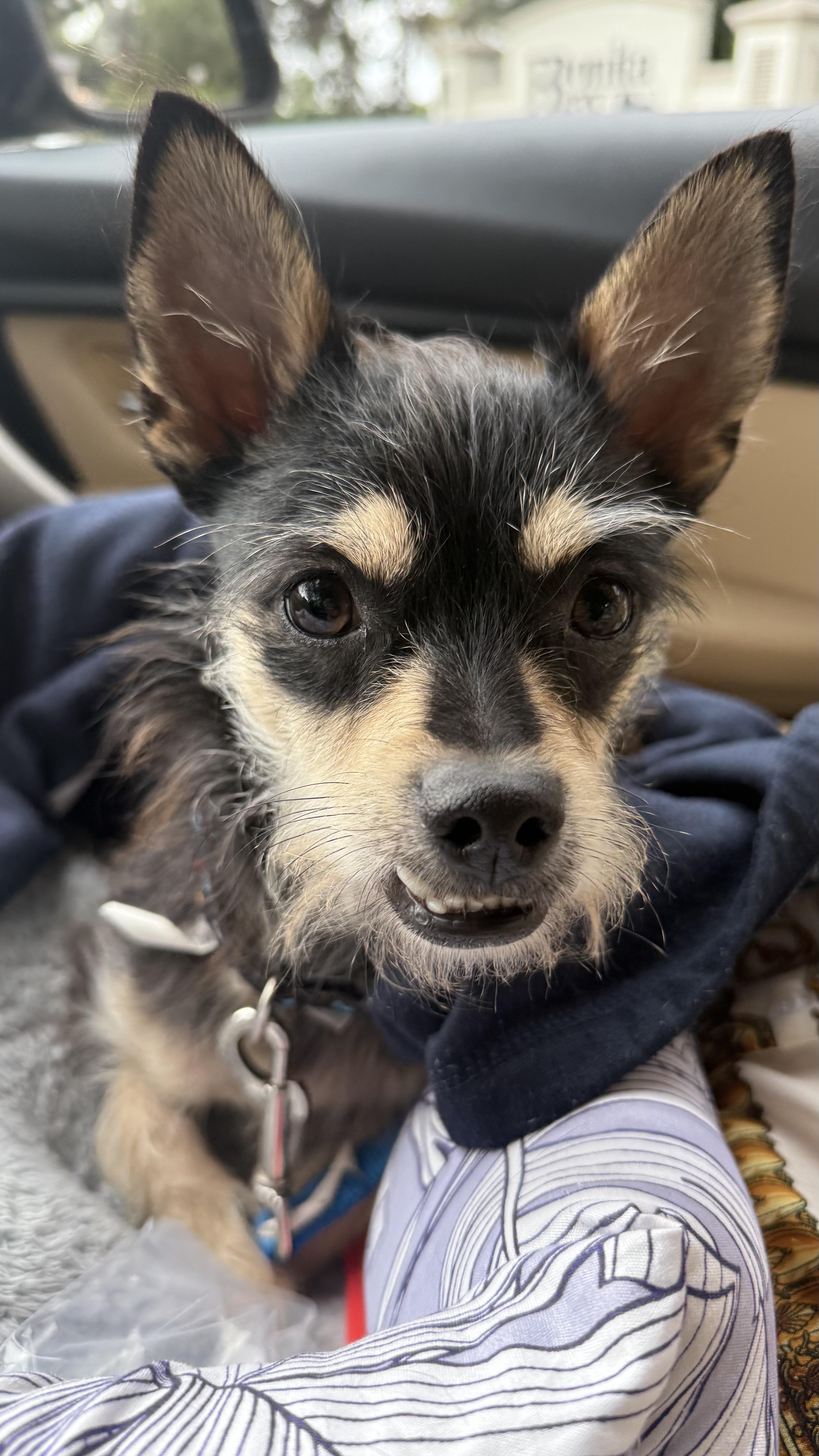 Baxter, an adopted mixed breed in ESTERO, FL image 4/6