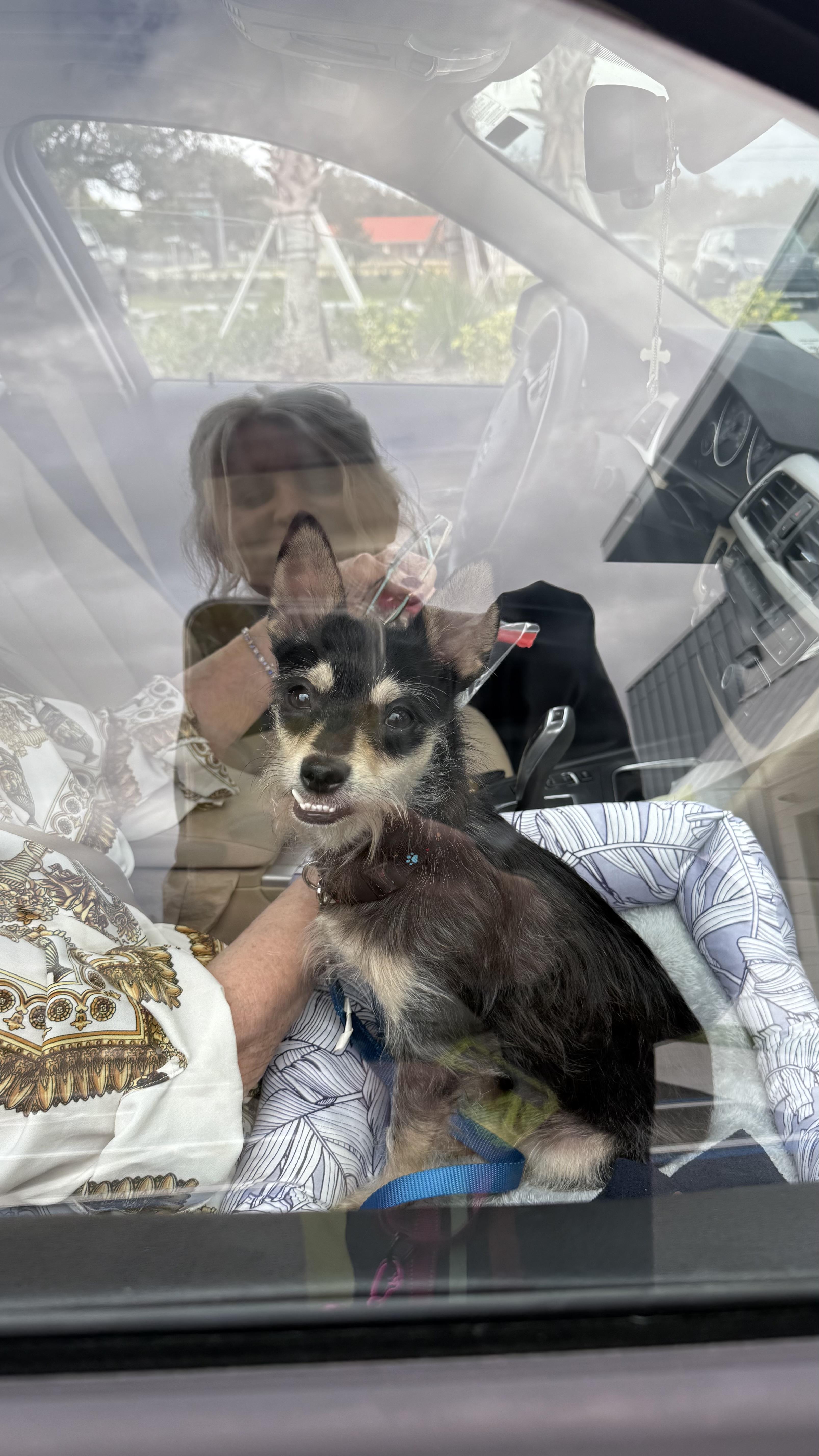 Baxter, an adopted mixed breed in ESTERO, FL image 5/6