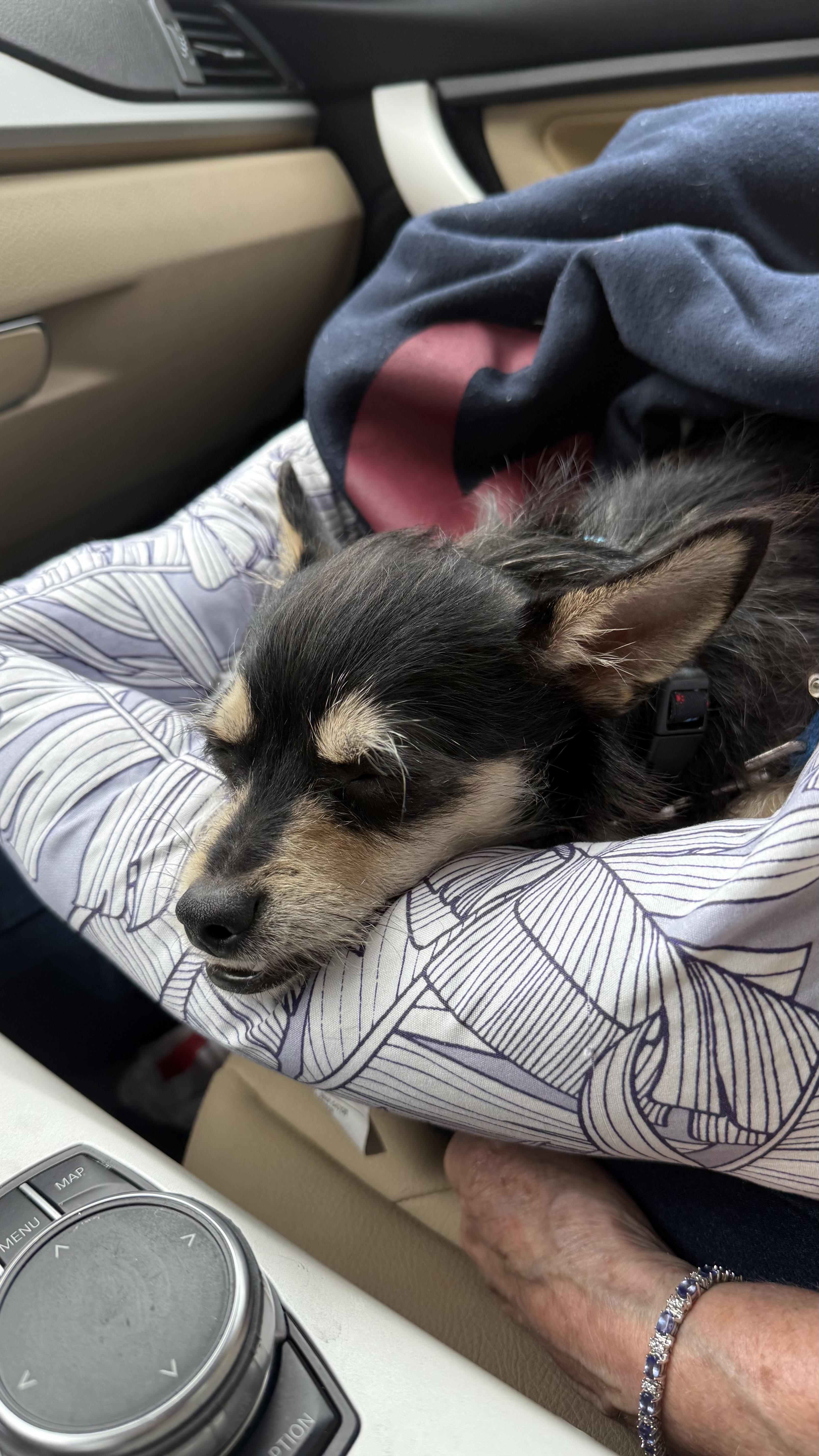 Baxter, an adopted mixed breed in ESTERO, FL image 3/6