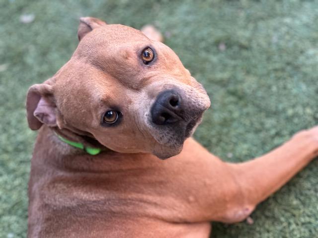HARRISON*, Adoptable, Young Male American Bulldog & Pit Bull Terrier.