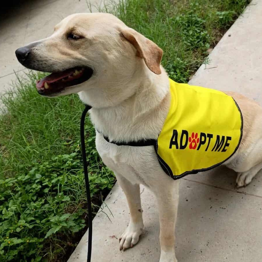Bishop-fostered in Texas, transport available