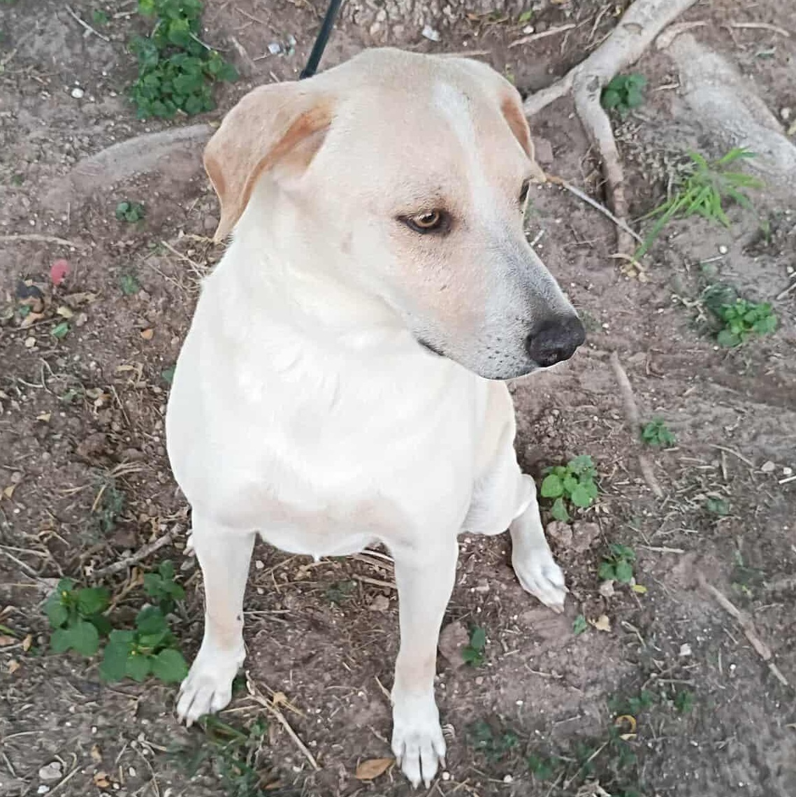 Bishop-fostered in Texas, transport available — thumbnail 2