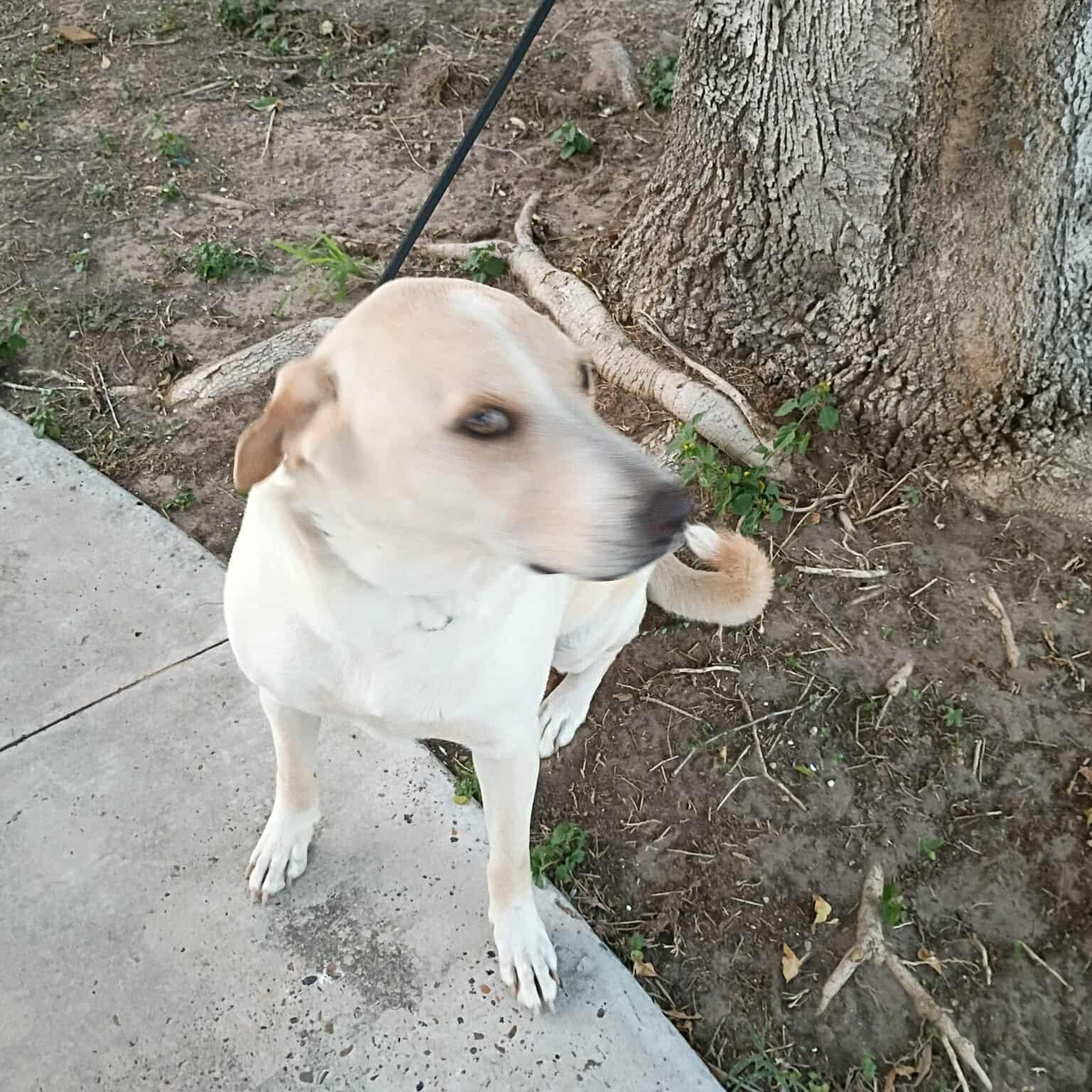 Bishop-fostered in Texas, transport available — thumbnail 4