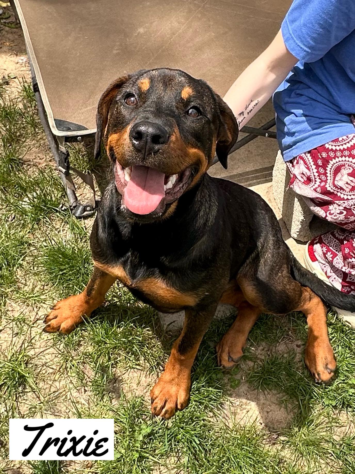 Trixie, Baby Female Rottweiler