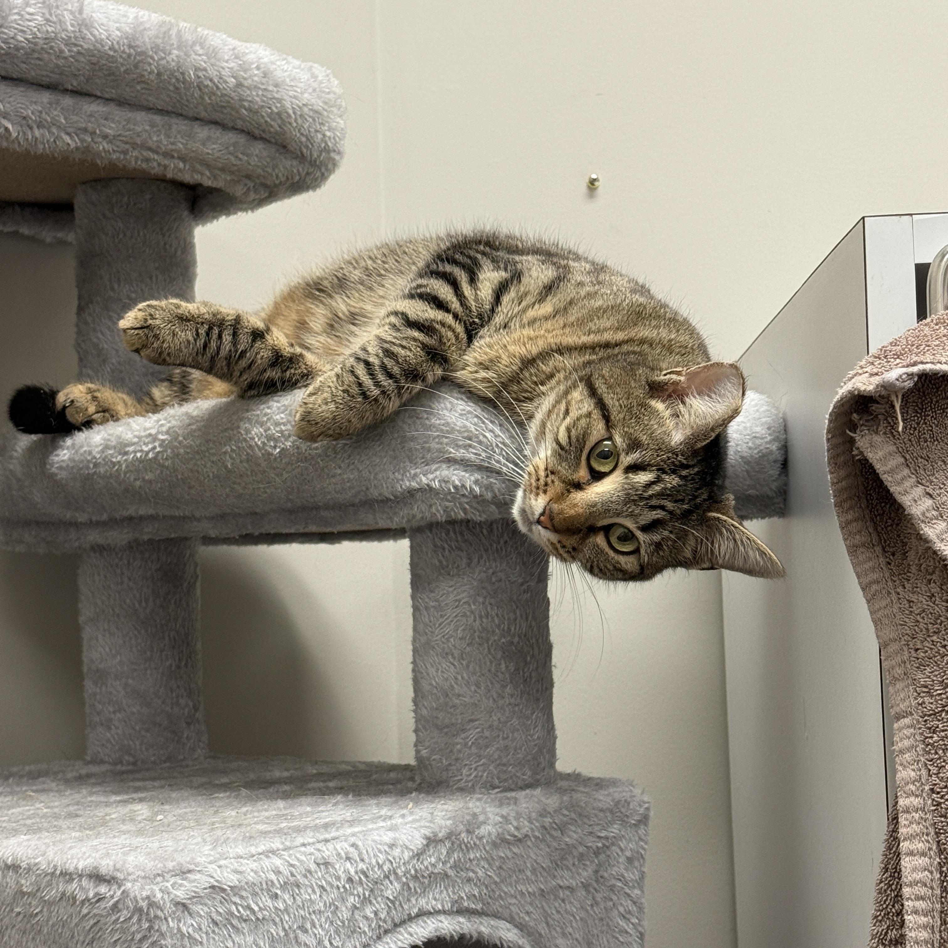Enlarge Teo, a Adoptable Domestic Short Hair in Nolensville, TN image 3/5