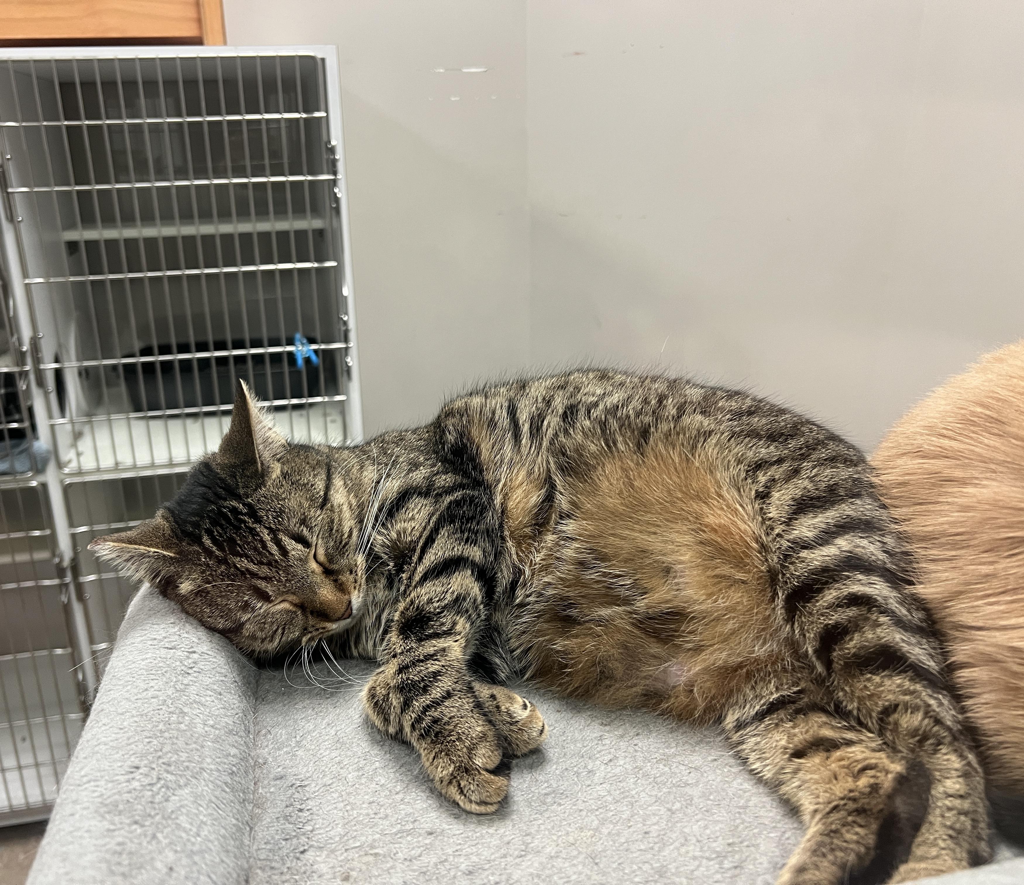 Enlarge Teo, a Adoptable Domestic Short Hair in Nolensville, TN image 2/5