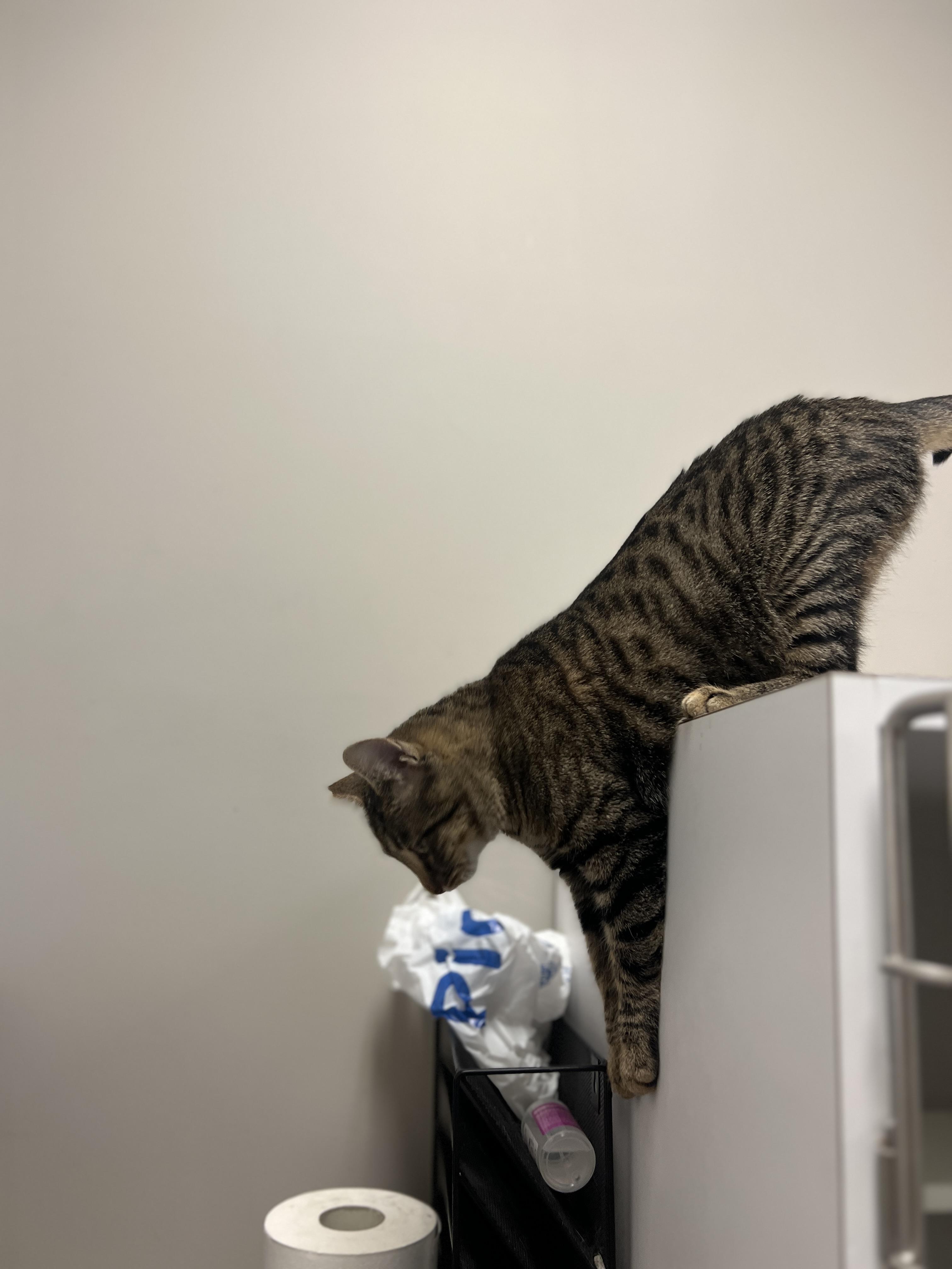 Enlarge Teo, a Adoptable Domestic Short Hair in Nolensville, TN image 4/5