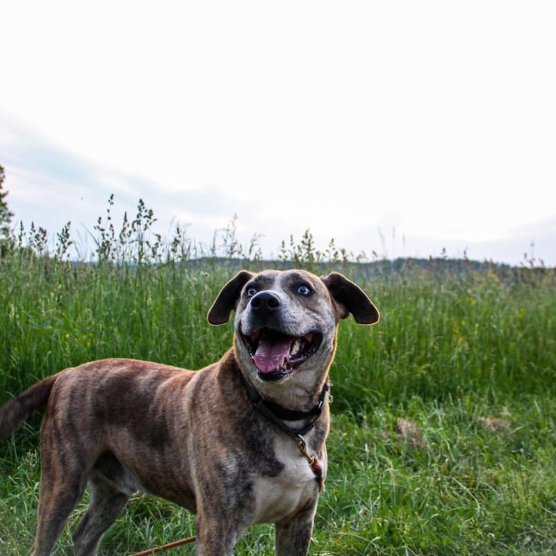 Archie ** Sponsored**, a Adoptable mixed breed in Salamanca, NY image 6/6