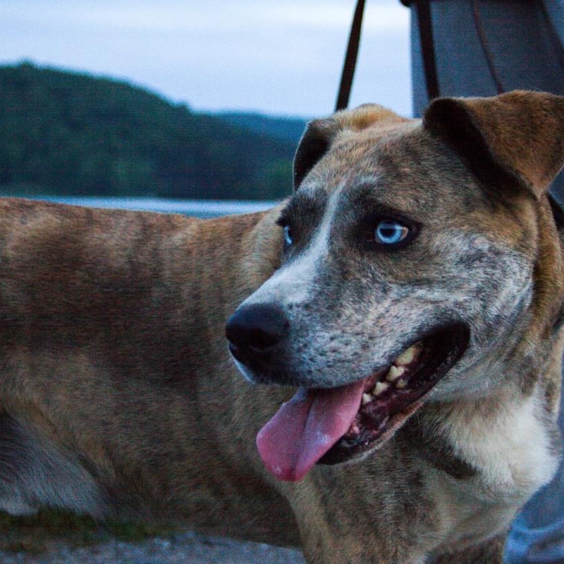 Archie ** Sponsored**