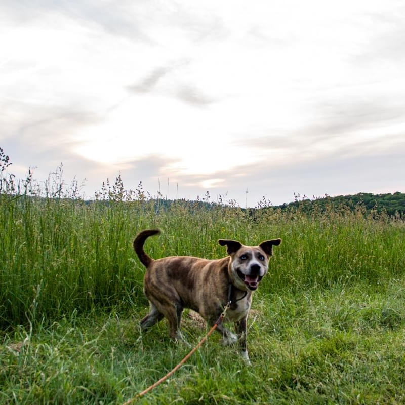 Archie ** Sponsored**, Adoptable, Adult Male Husky & Boxer.