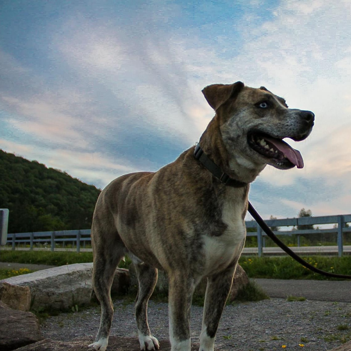 Archie ** Sponsored**