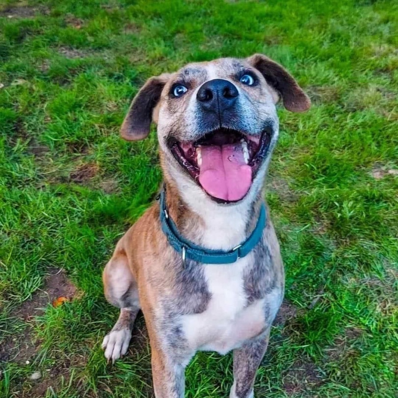 Archie ** Sponsored**, a Adoptable mixed breed in Salamanca, NY image 1/6