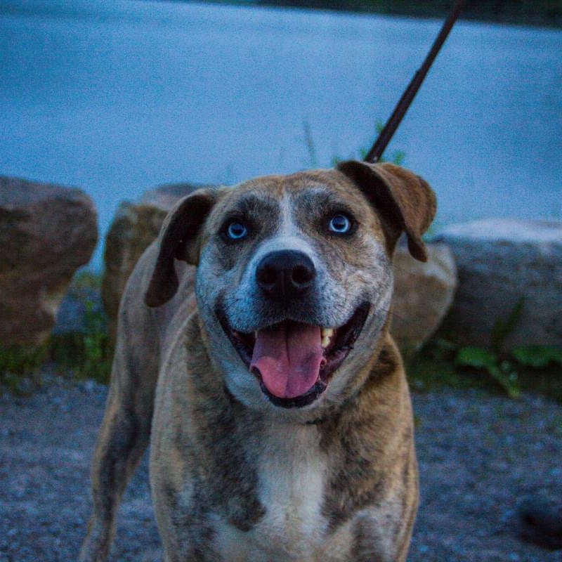 Archie ** Sponsored**, a Adoptable mixed breed in Salamanca, NY image 4/6