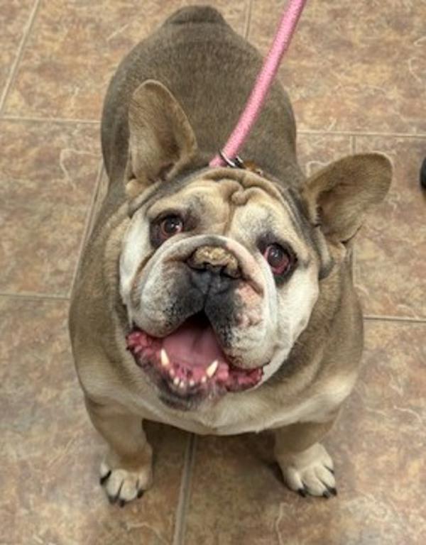 Louie, Adoptable, Adult Male English Bulldog & French Bulldog.