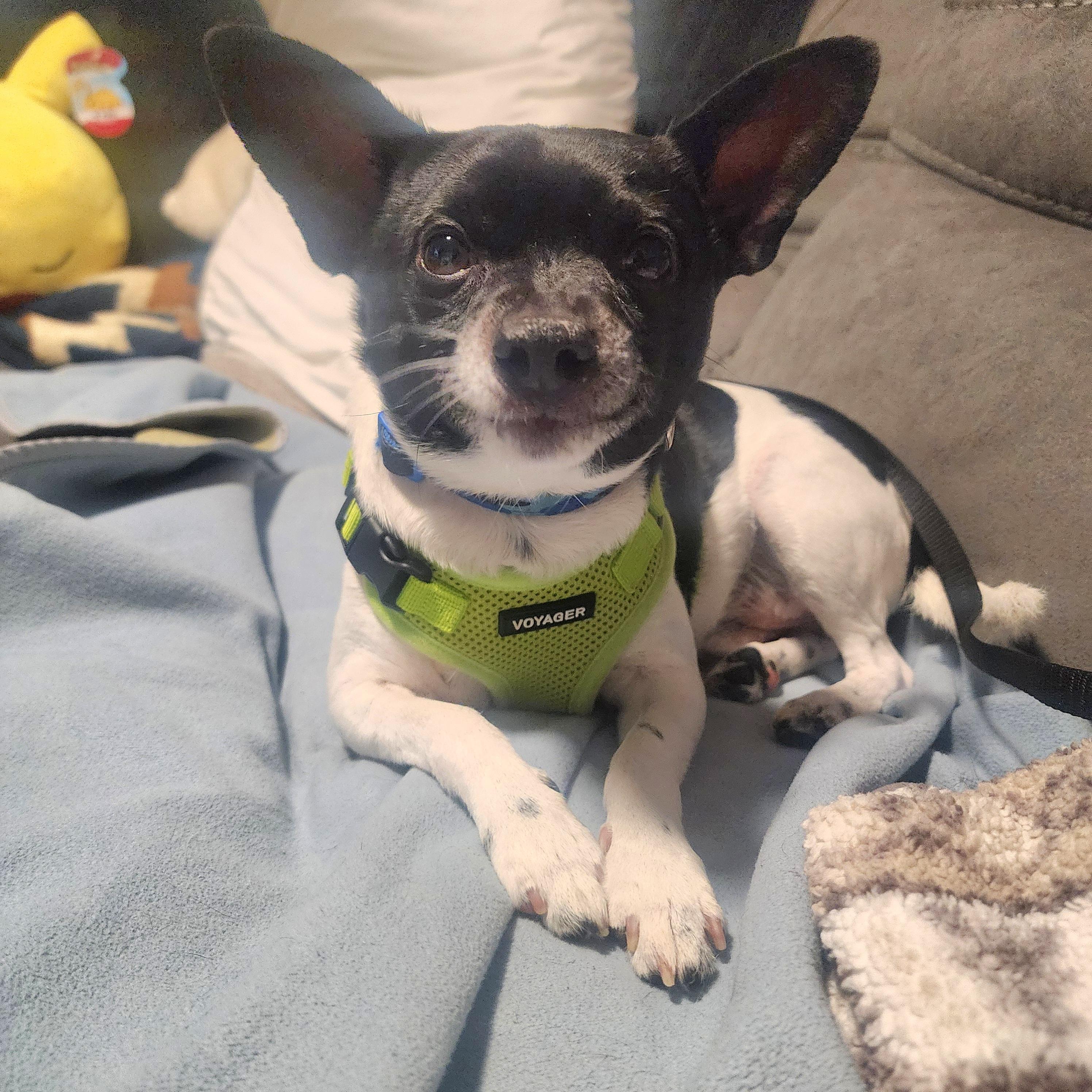 Enlarge Remy, a Adoptable mixed breed in Lincoln, NE image 1/6