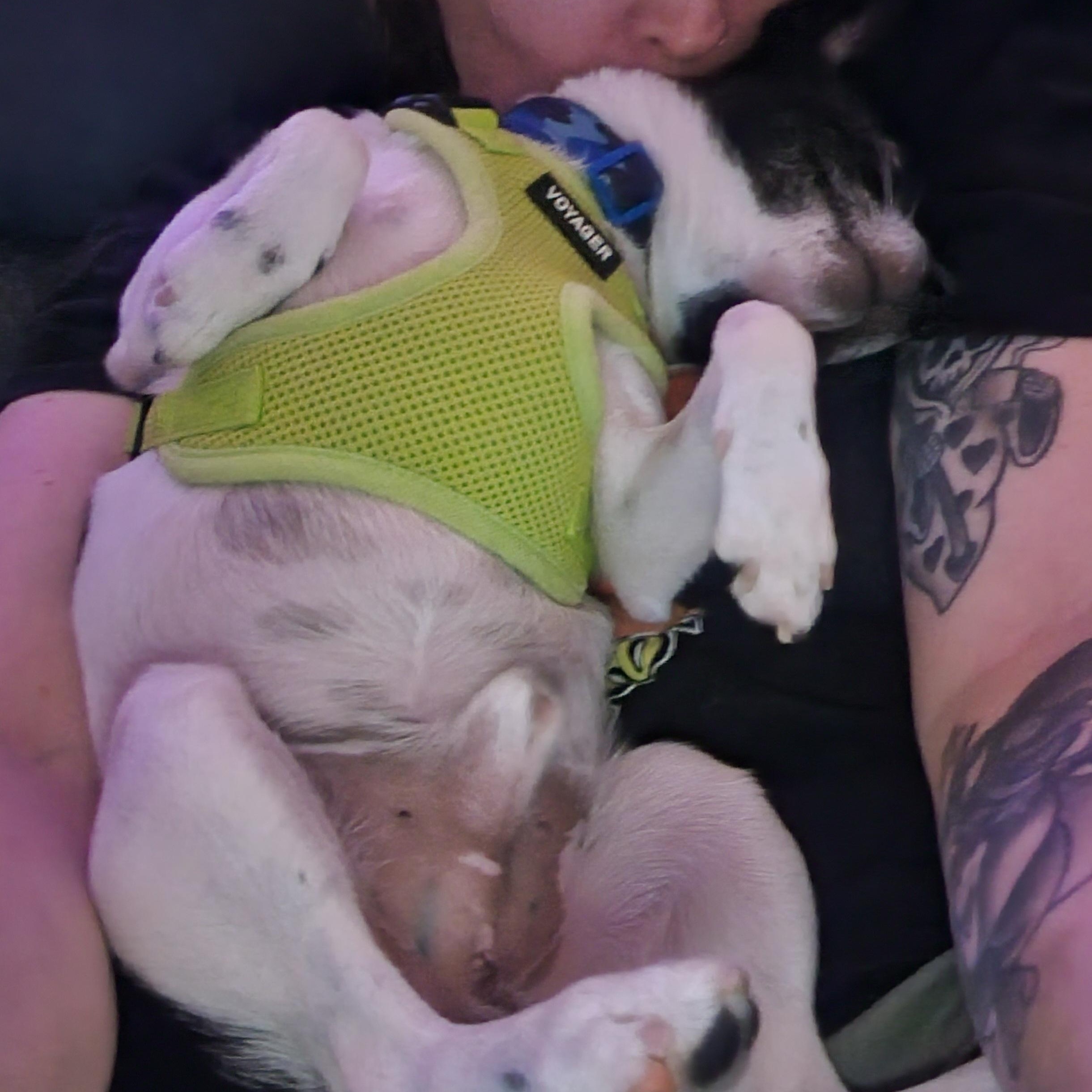 Enlarge Remy, a Adoptable mixed breed in Lincoln, NE image 2/6