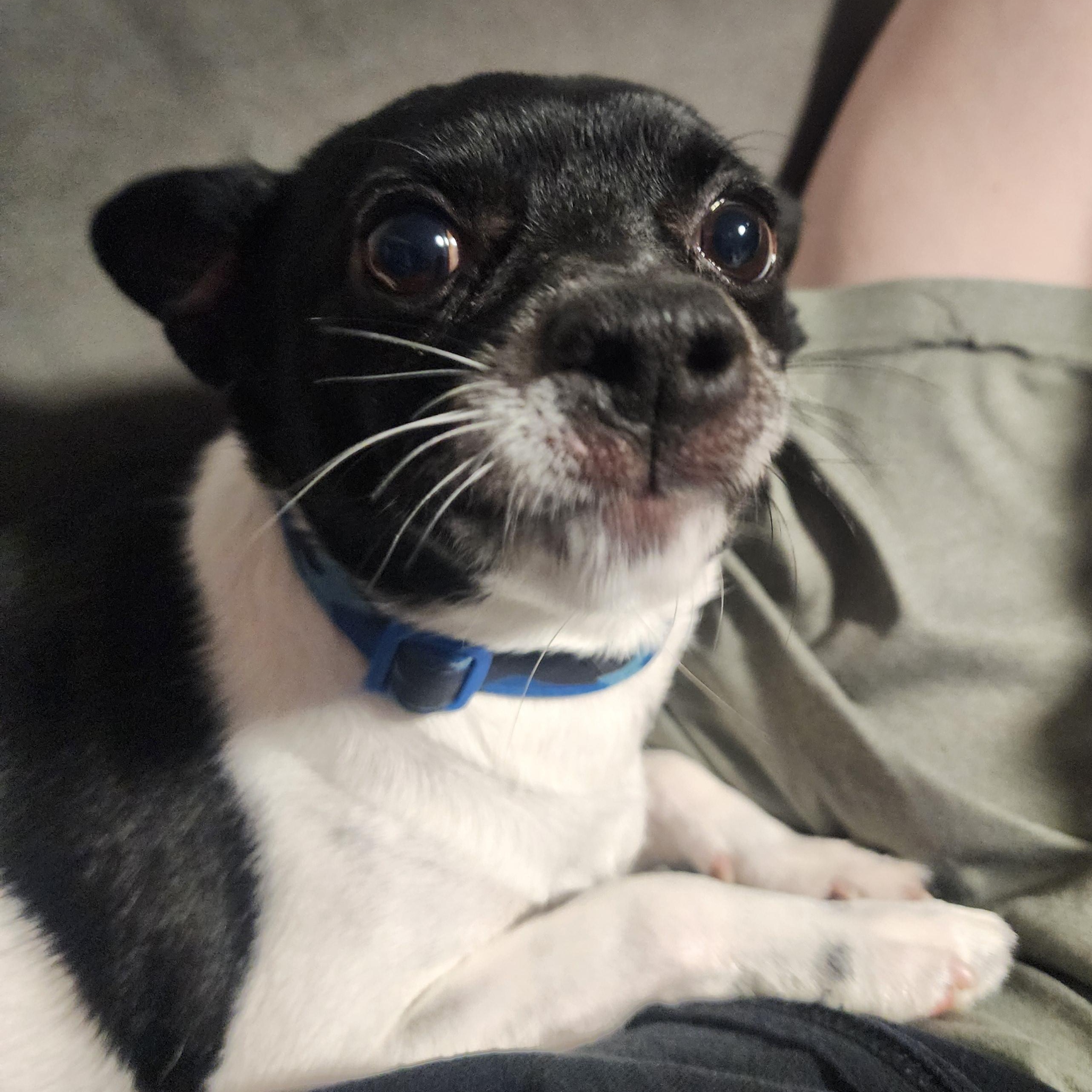 Enlarge Remy, a Adoptable mixed breed in Lincoln, NE image 3/6