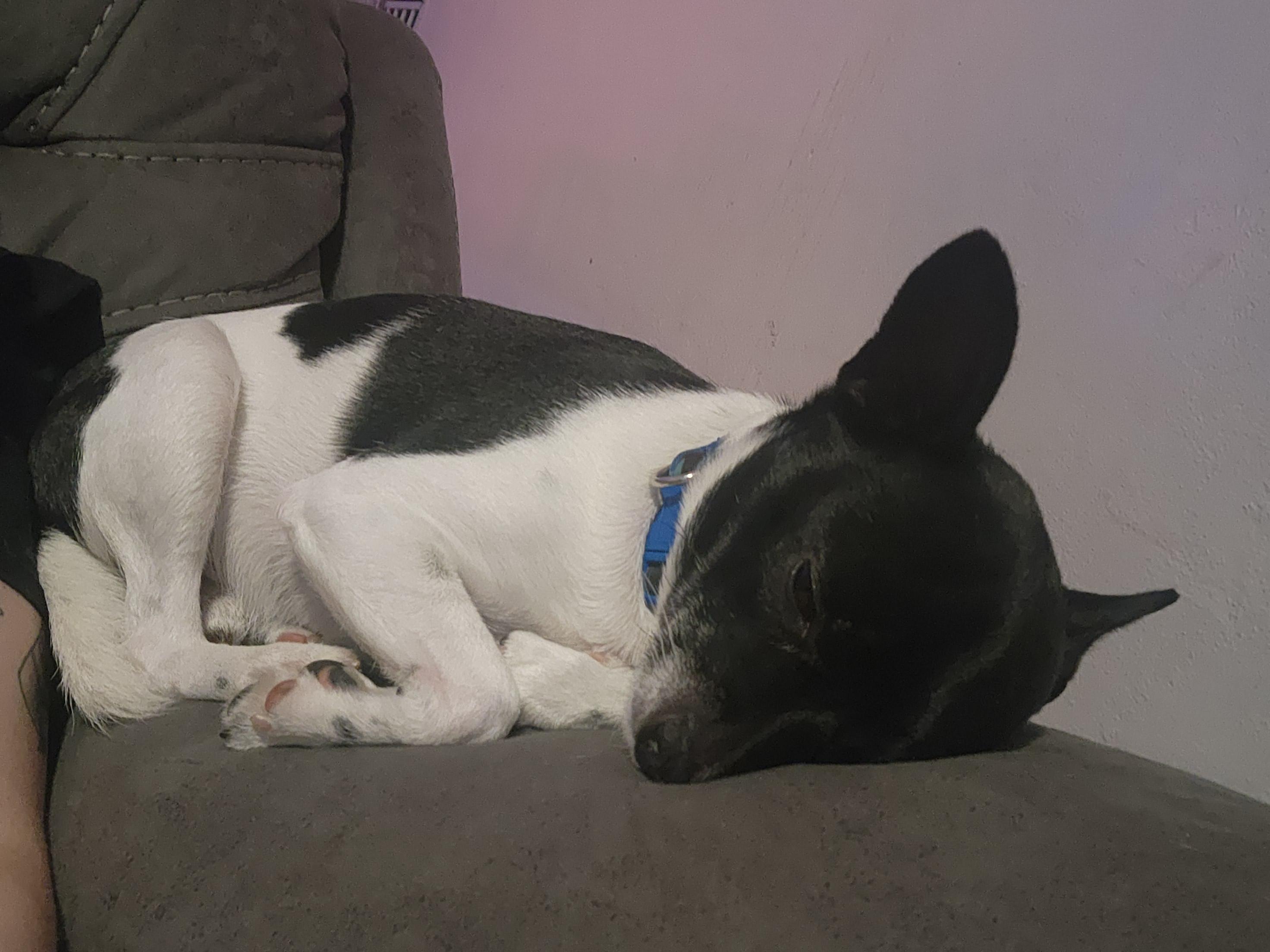 Enlarge Remy, a Adoptable mixed breed in Lincoln, NE image 5/6