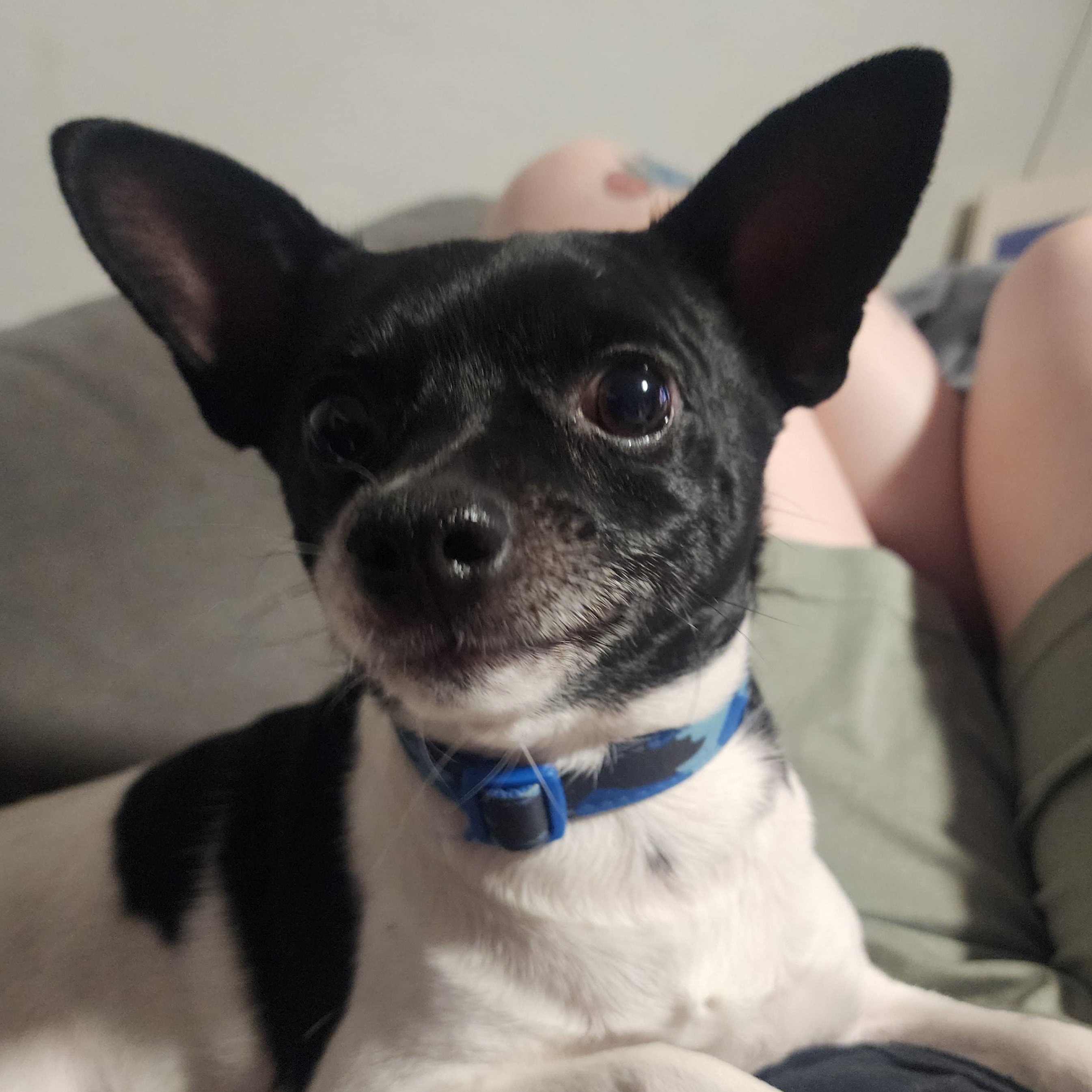 Enlarge Remy, a Adoptable mixed breed in Lincoln, NE image 6/6