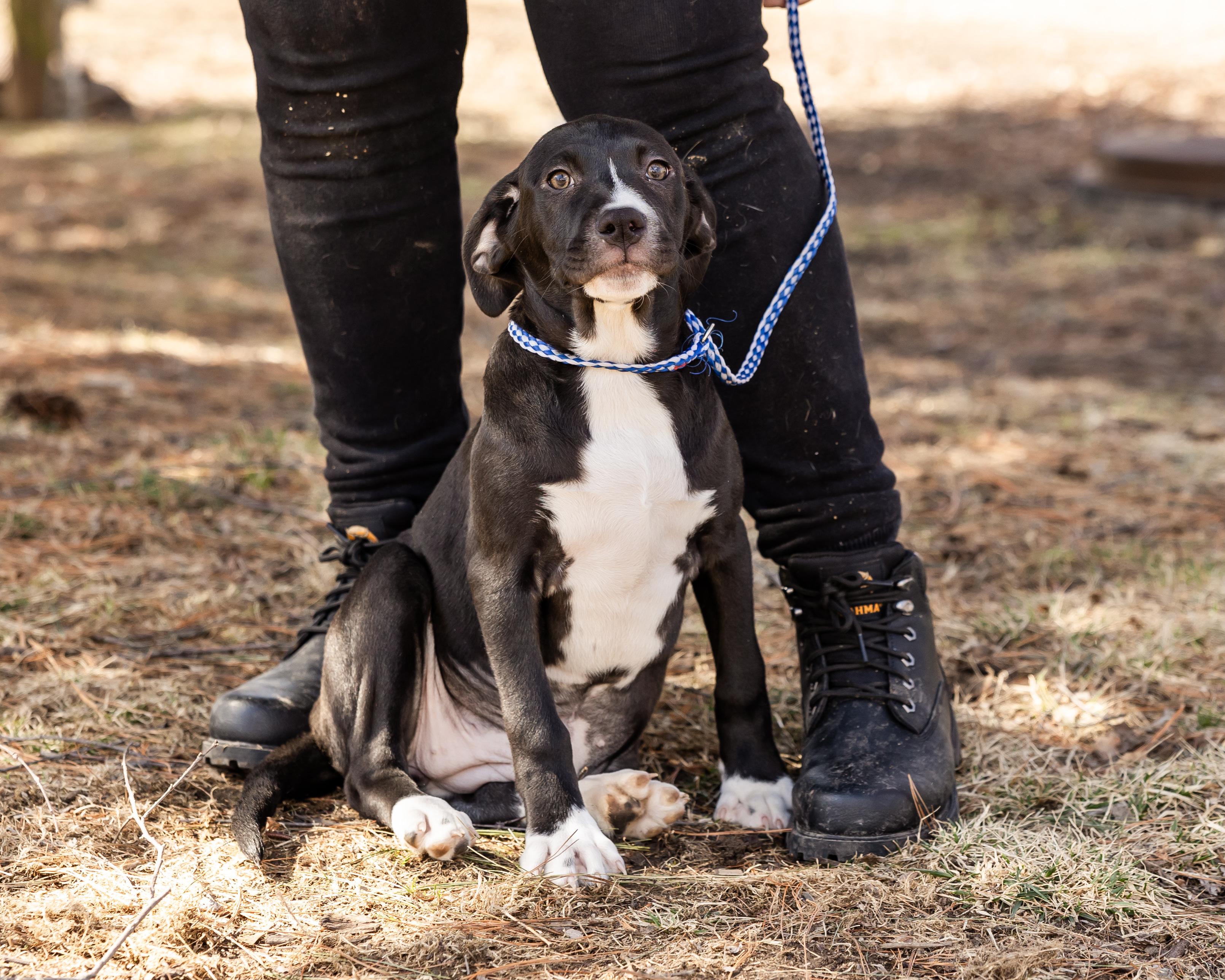 Betsy, Baby Female Mountain Cur