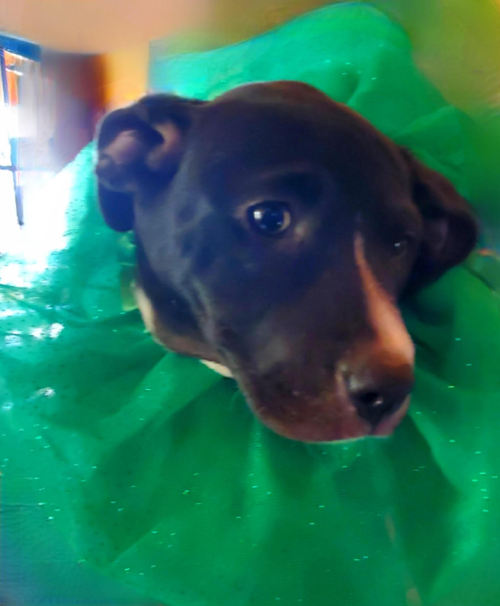 Betsy photo 5