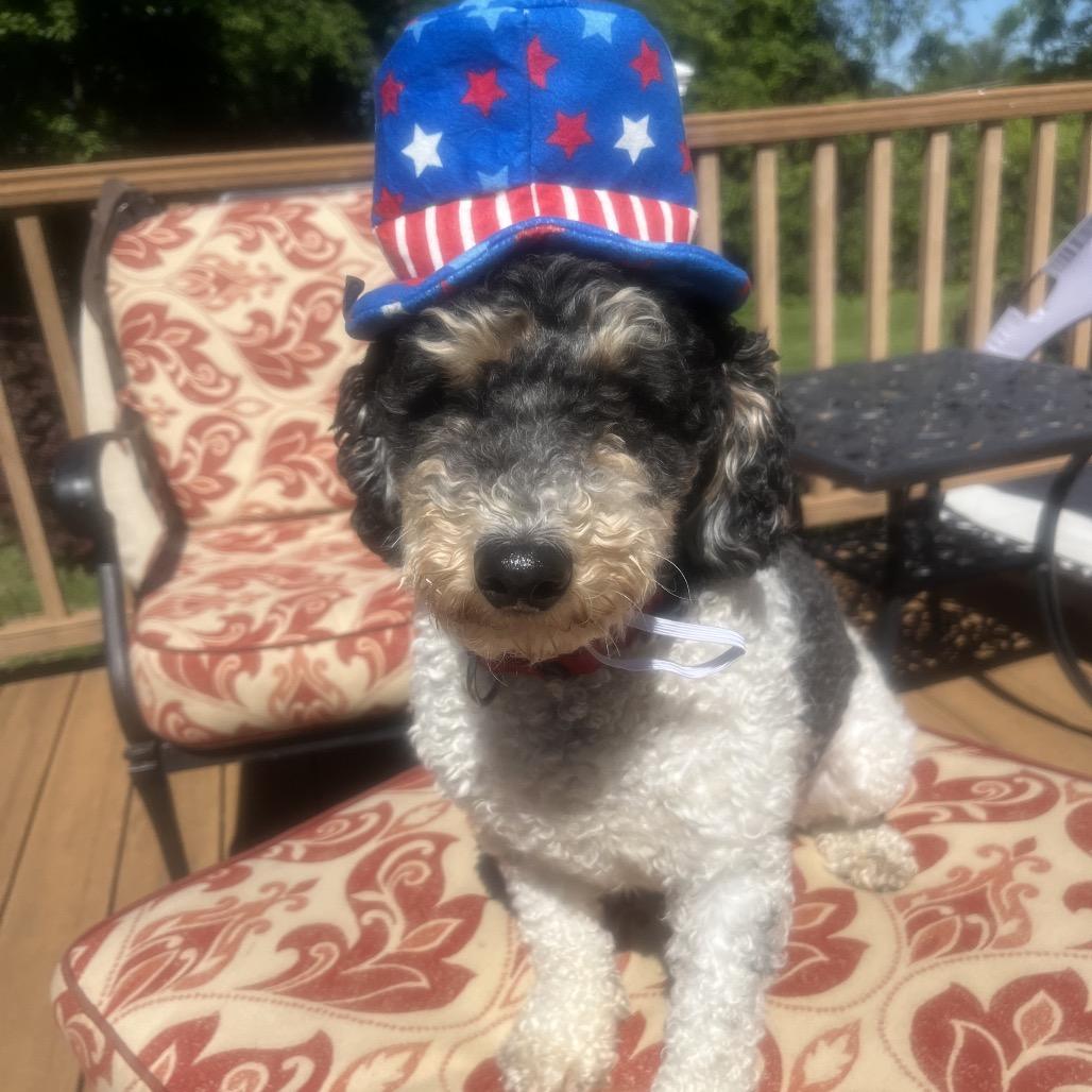 Frappe (Austin), a Adoptable Miniature Poodle in Sinking Spring, PA image 1/6