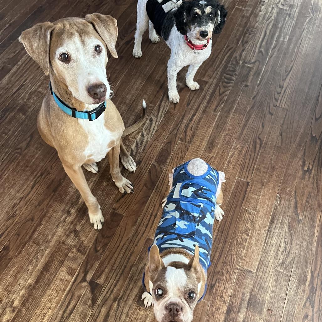 Enlarge Frappe (Austin), a Adoptable Poodle in Sinking Spring, PA image 2/5