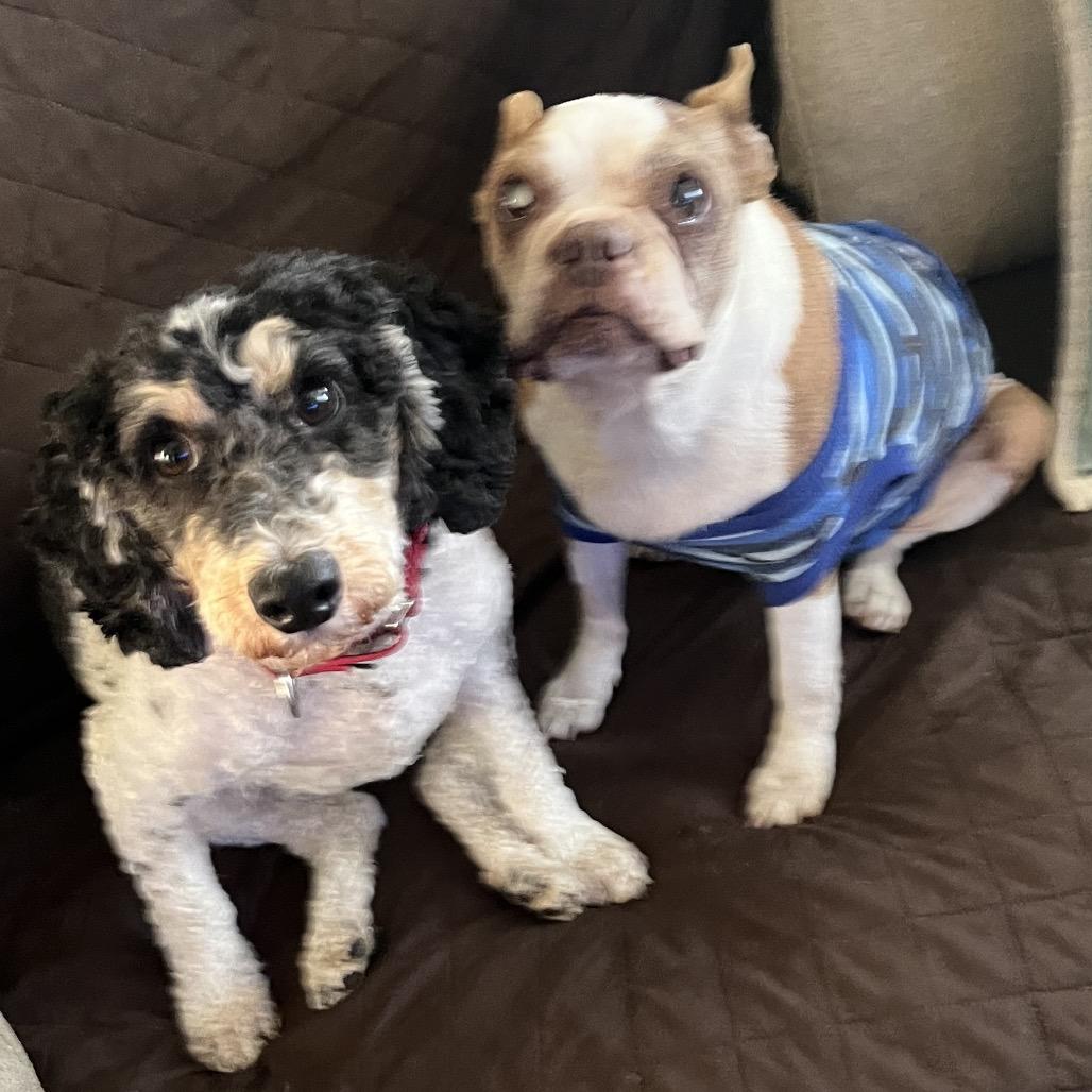 Enlarge Frappe (Austin), a Adoptable Poodle in Sinking Spring, PA image 3/5