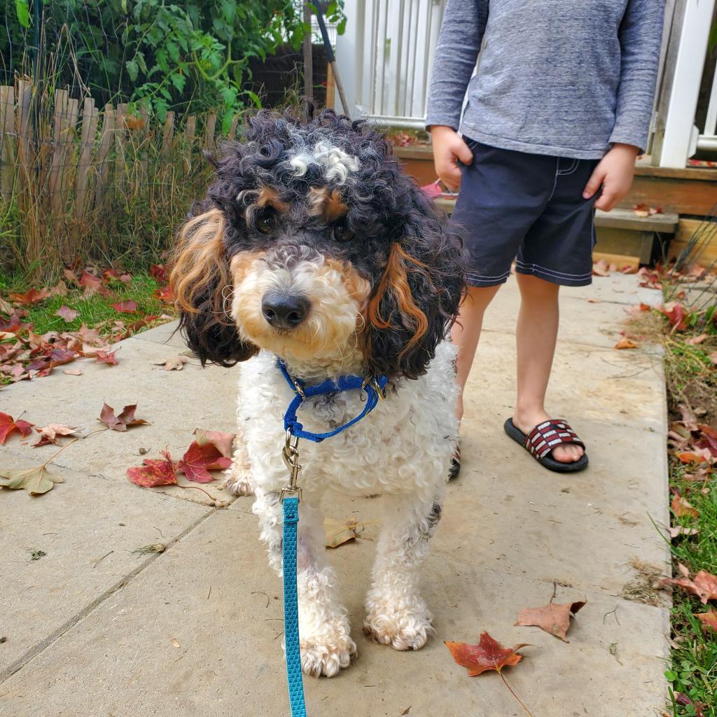Enlarge Frappe (Austin), a Adoptable Poodle in Sinking Spring, PA image 4/5