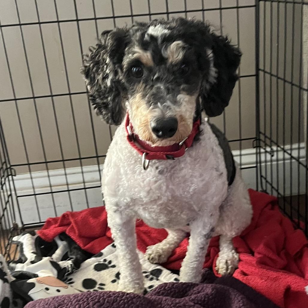 Enlarge Frappe (Austin), a Adoptable Poodle in Sinking Spring, PA image 5/5