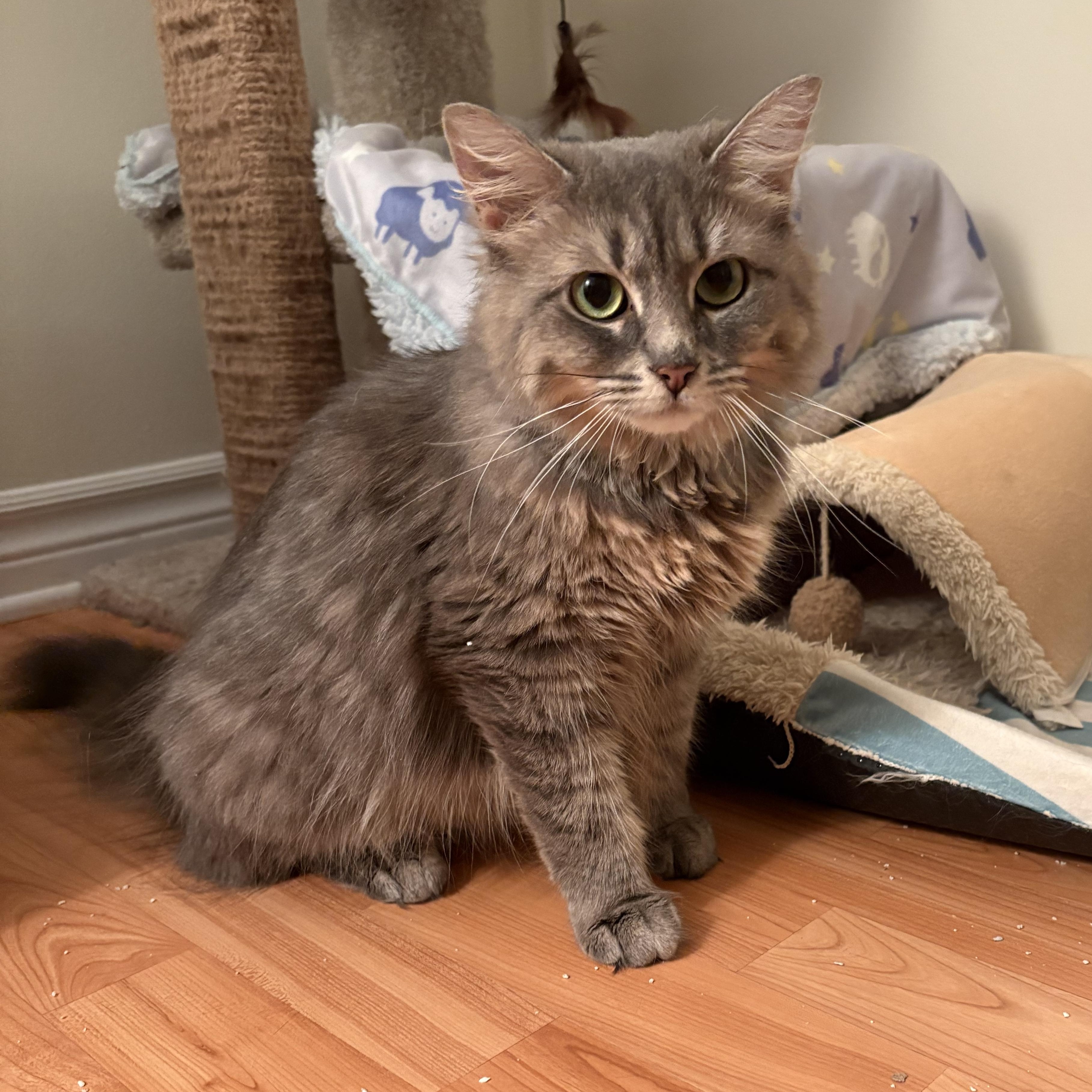 Dove, a ADOPTABLE Domestic Medium Hair in Ottawa, ON image 2/6