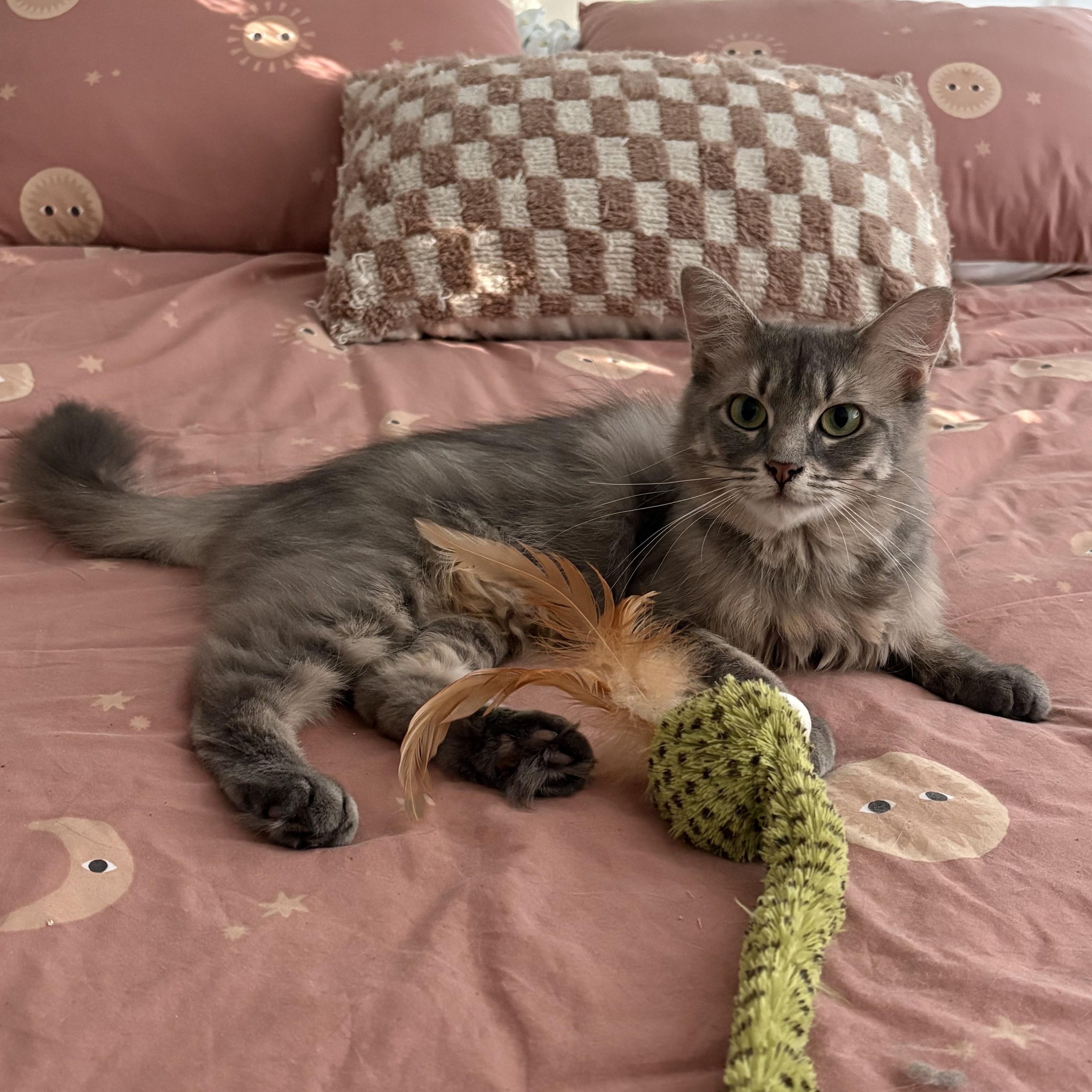 Enlarge Dove, a ADOPTABLE Domestic Medium Hair in Ottawa, ON image 1/6
