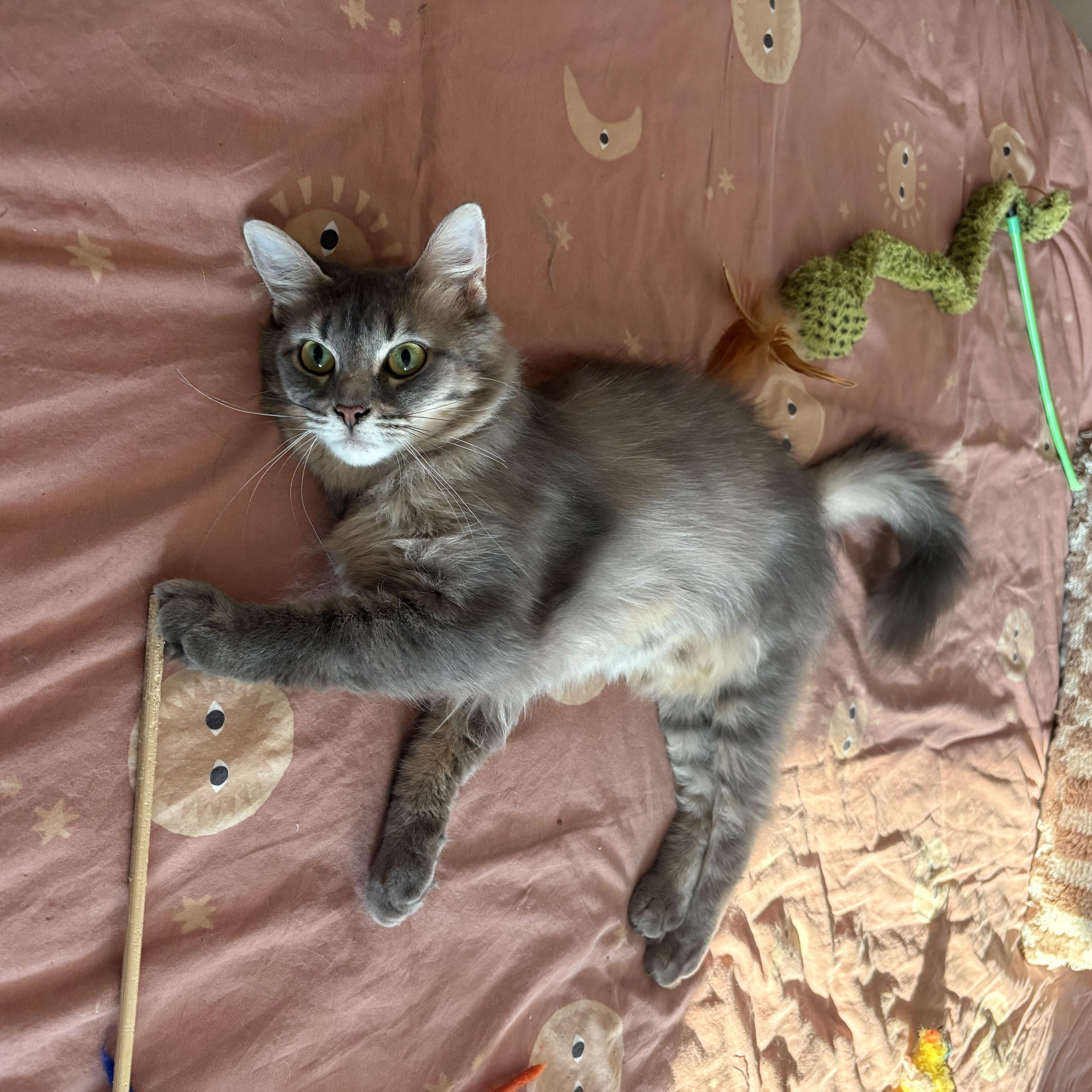 Enlarge Dove, a ADOPTABLE Domestic Medium Hair in Ottawa, ON image 5/6